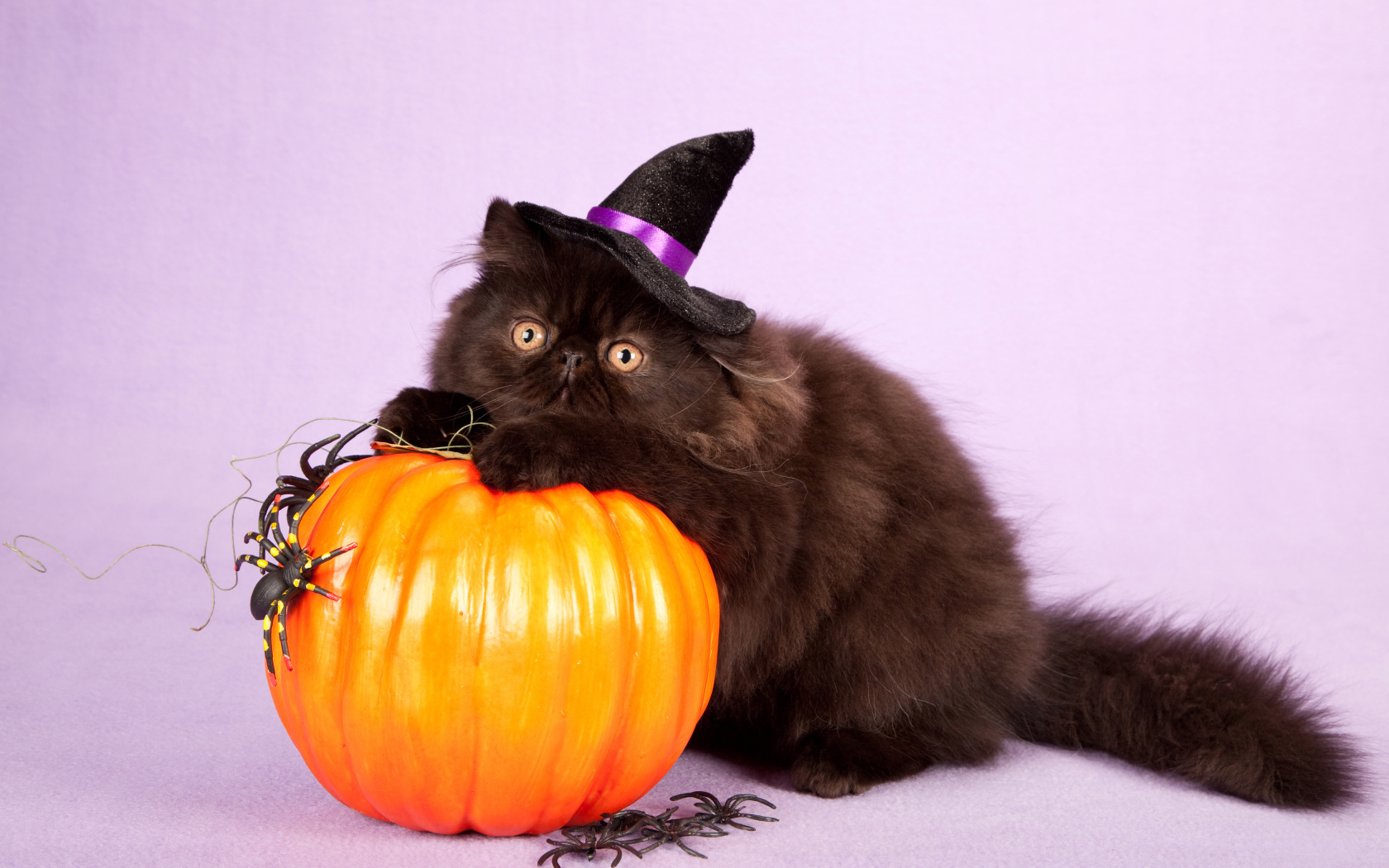 Пушистый черный кот с тыквой на Хэллоуин 