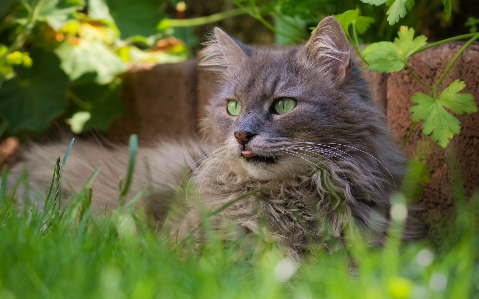 Fluffy gray cat is sitting in the green grass.