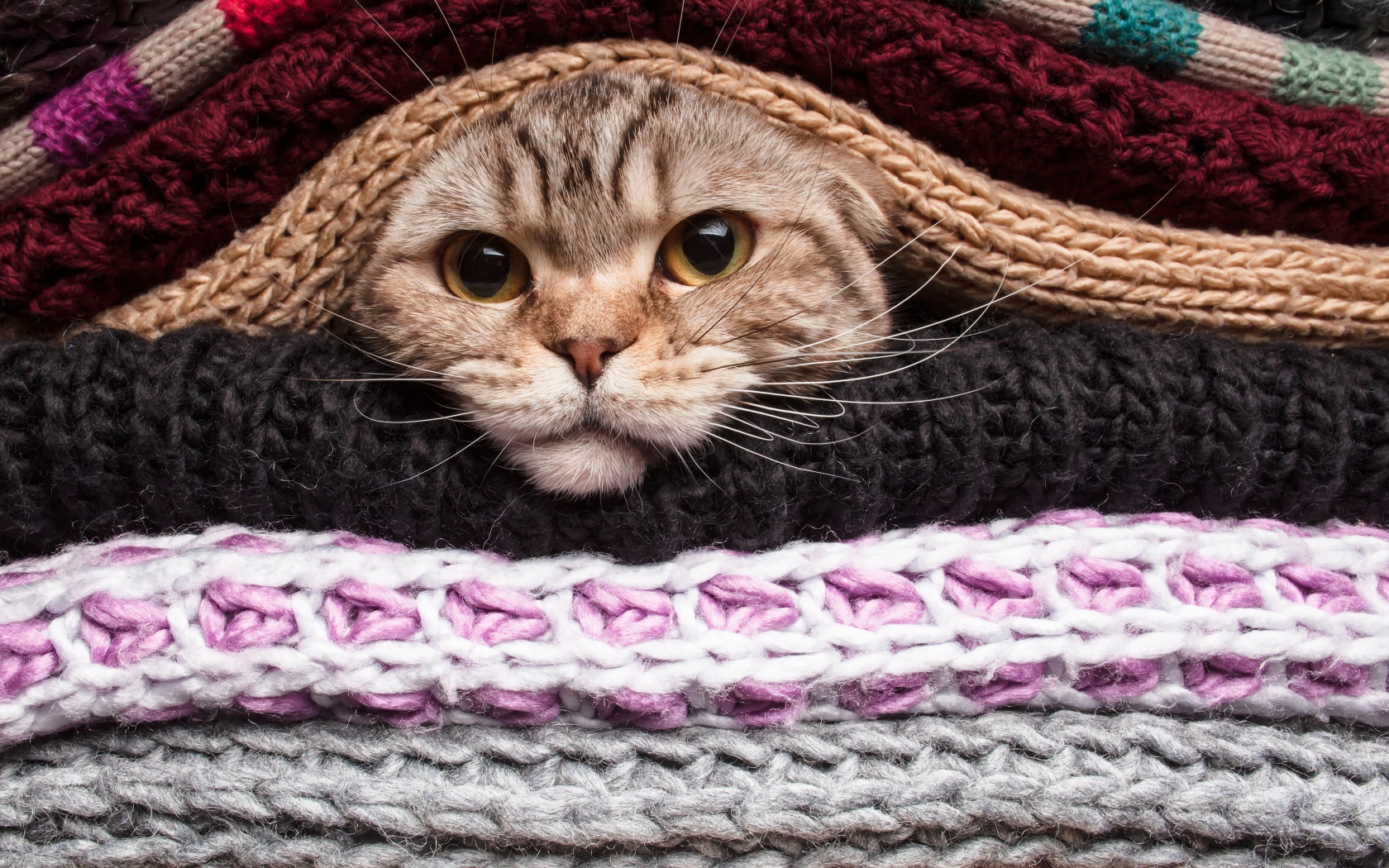 Серый кот согревается в одеялах 