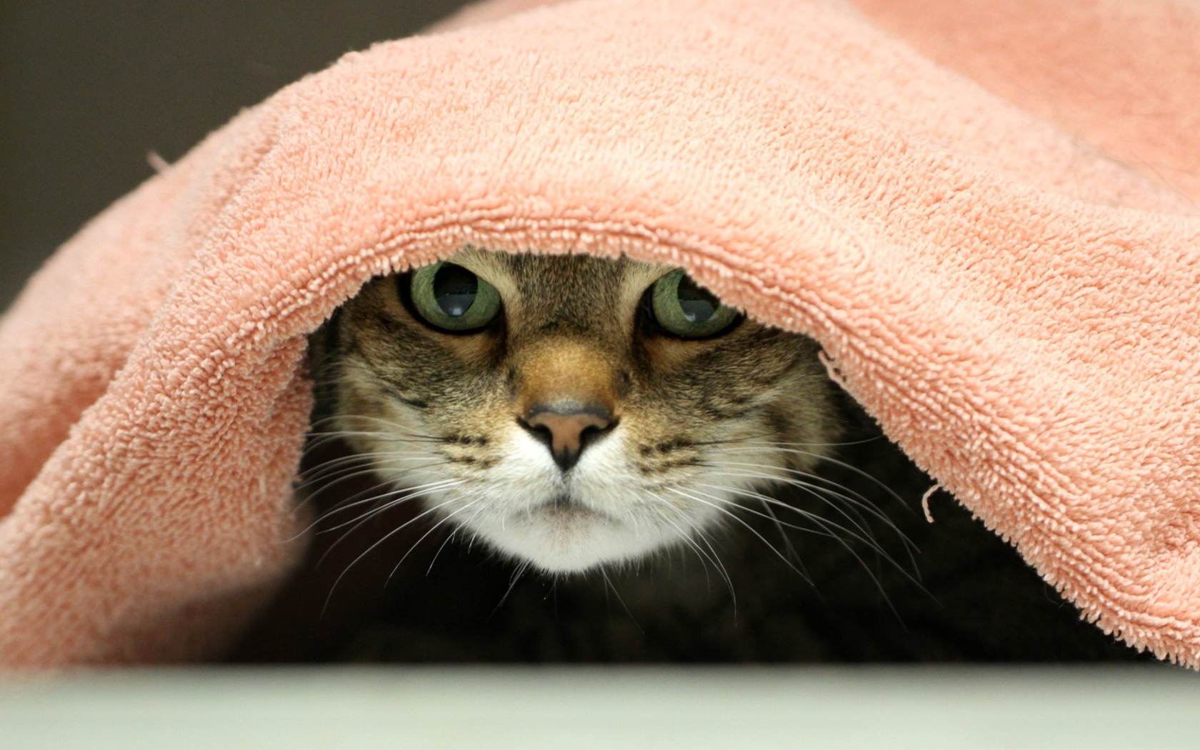 Серый кот лежит под розовым полотенцем