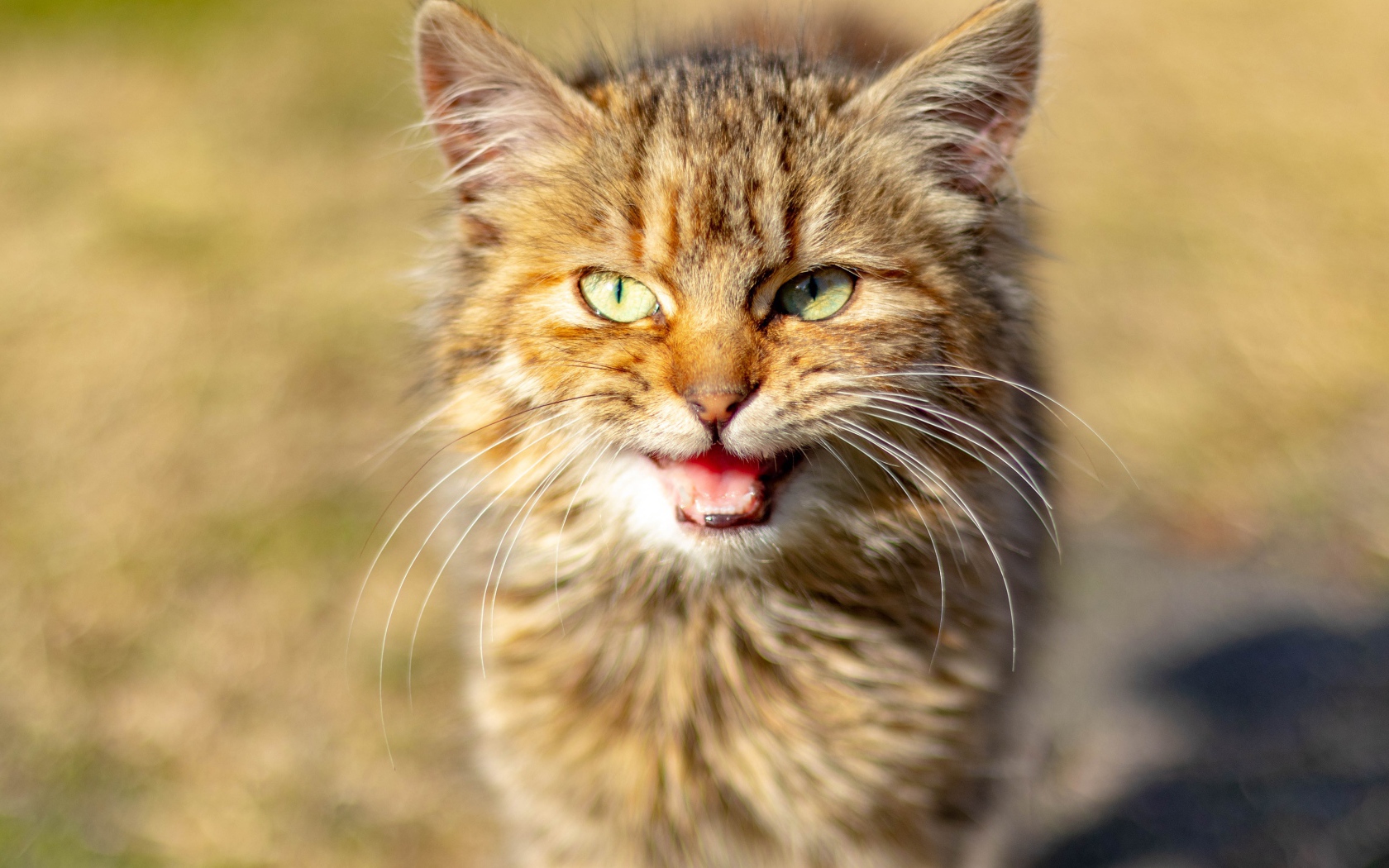 Серый кот мяукает 