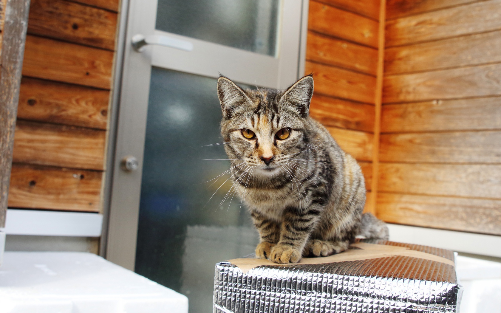 Серый домашний кот с желтыми глазами у дома