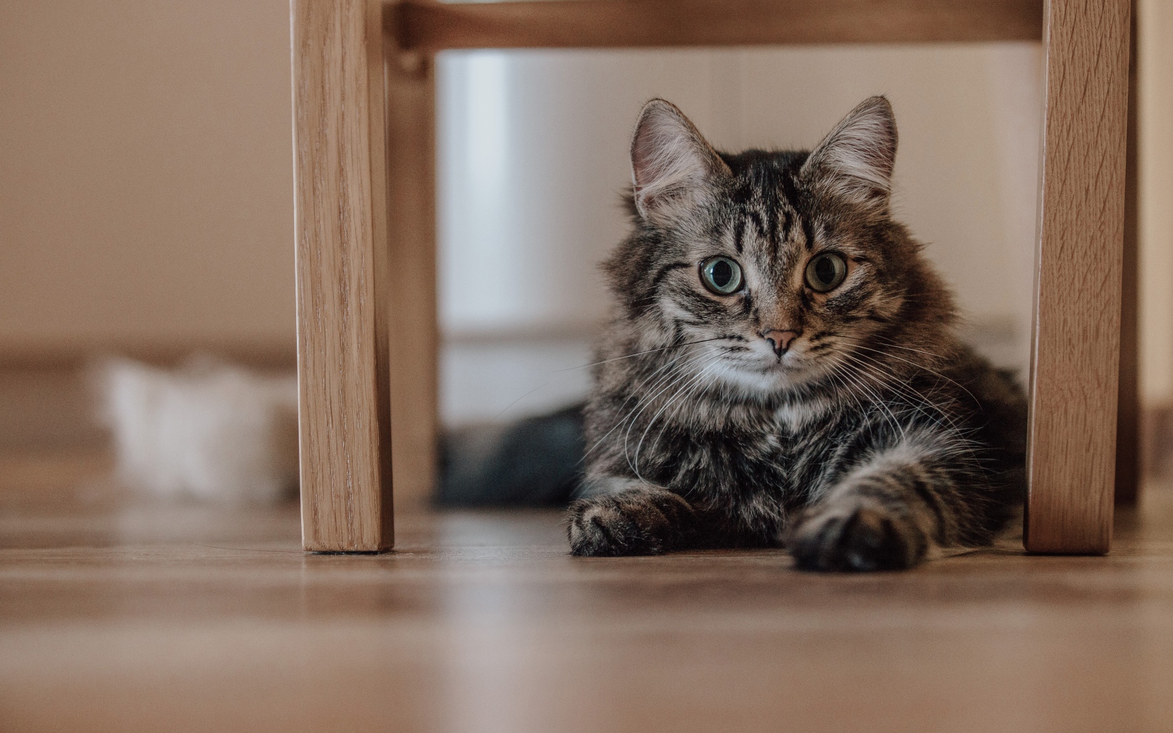 Серый пушистый кот с зелеными глазами лежит под лавкой 