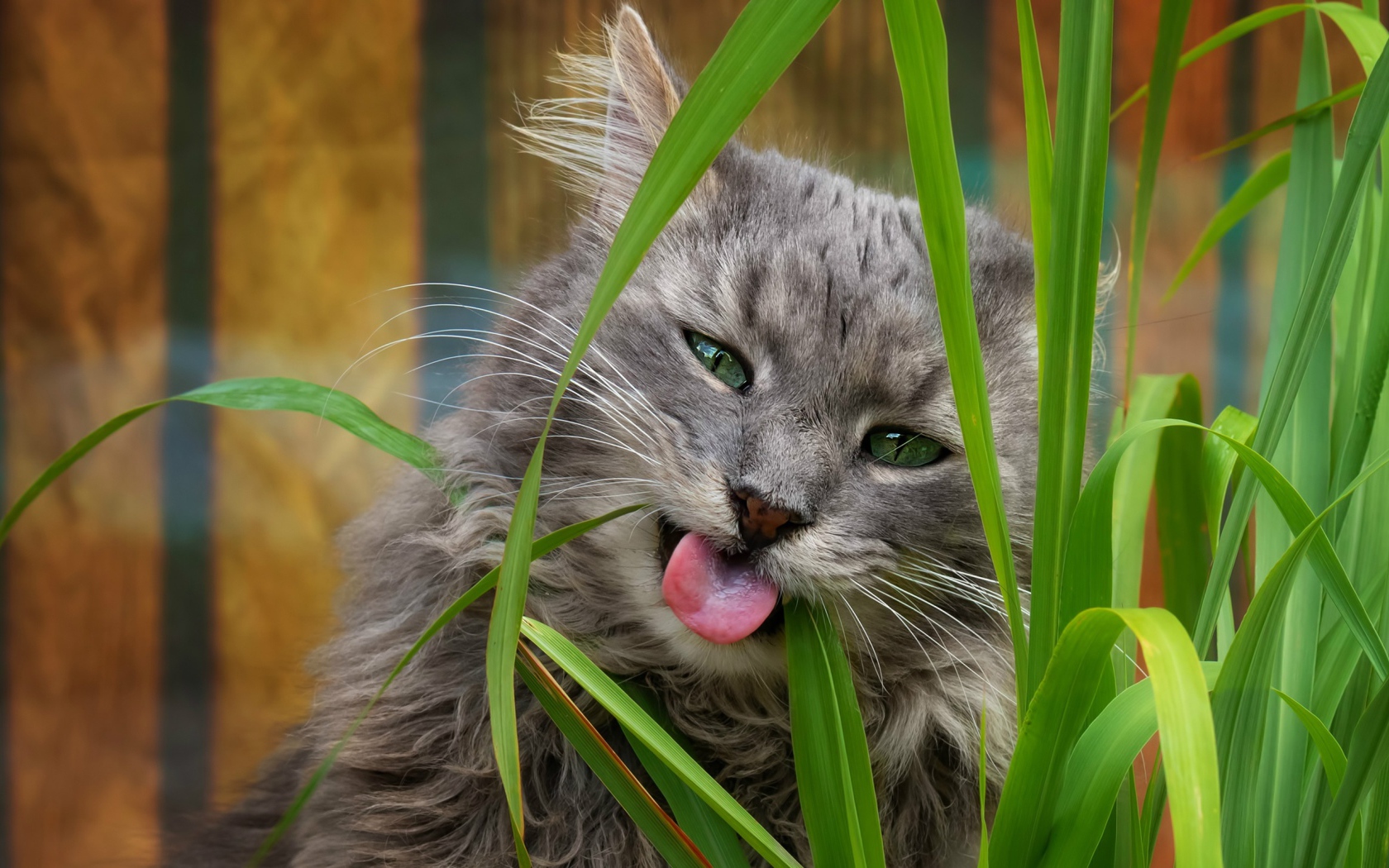 Серый зеленоглазый кот ест траву