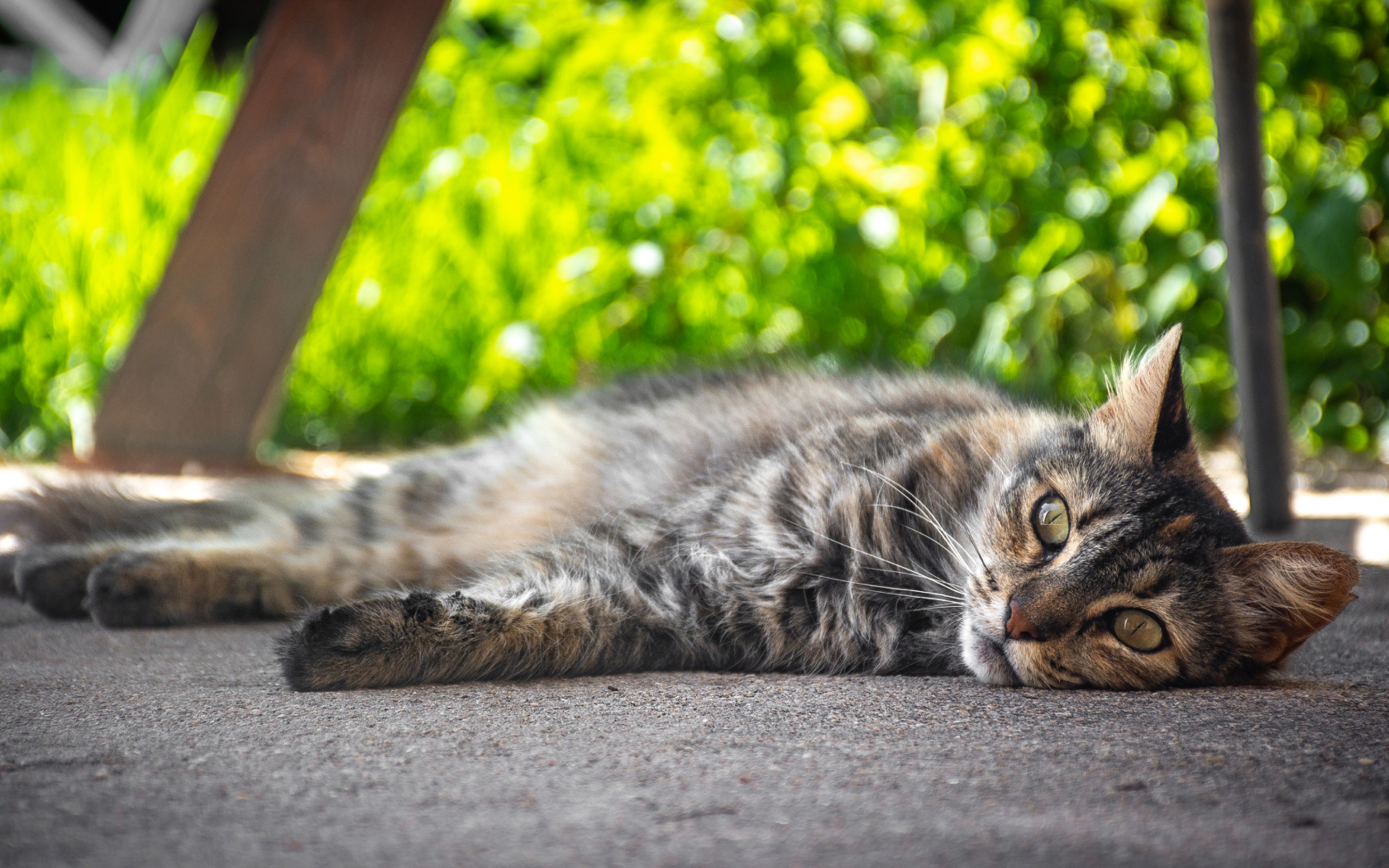 Серый она кот лежит на земле 
