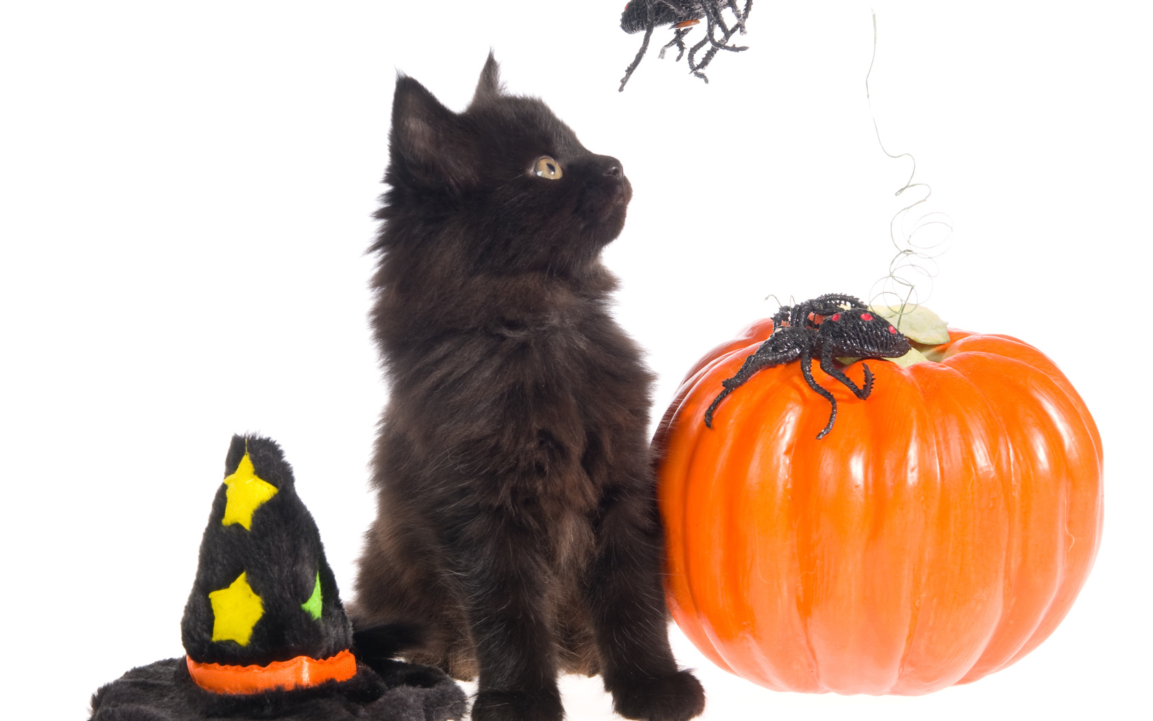 Маленький черный котенок с тыквой на белом фоне