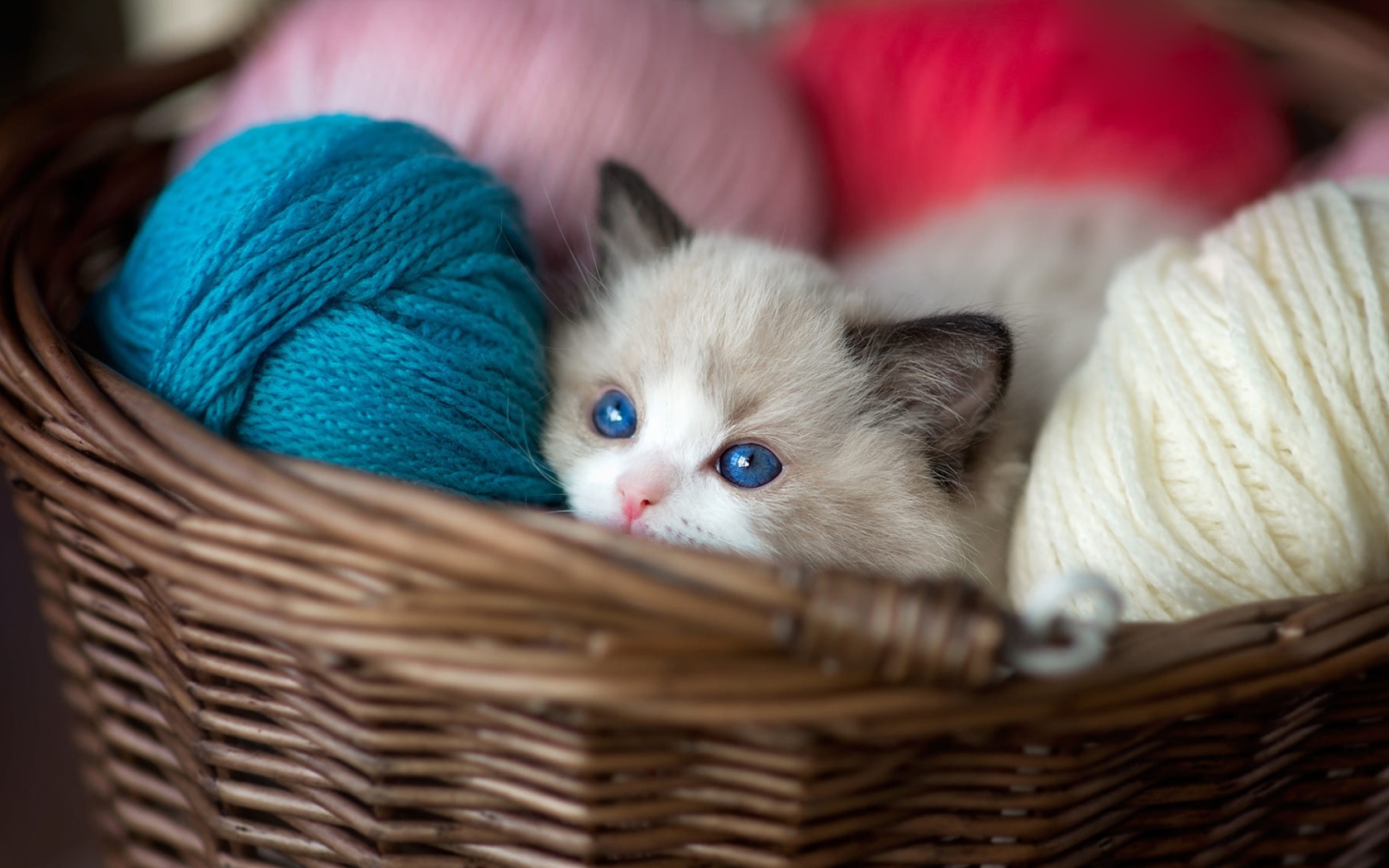 Маленький голубоглазый котенок в корзине с пряжей 