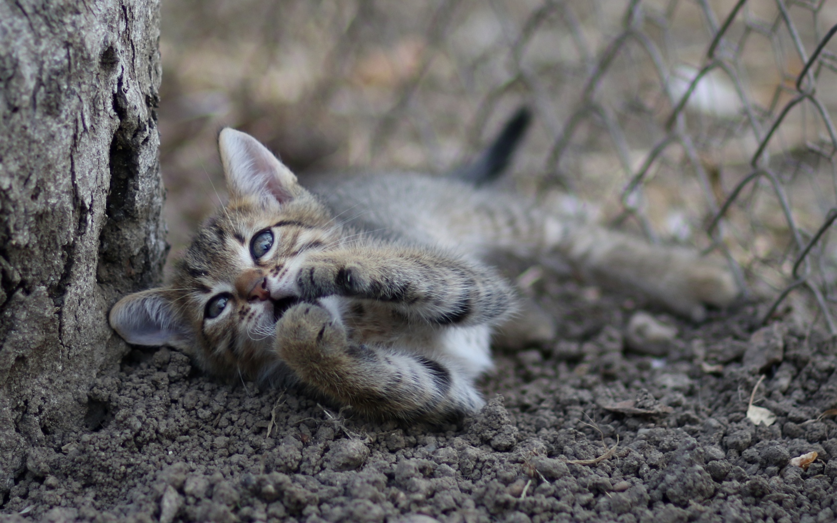 Маленький серый котенок играет у дерева на земле 