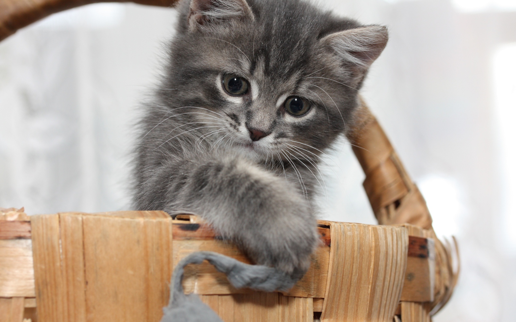 Маленький серый котенок играет в корзине