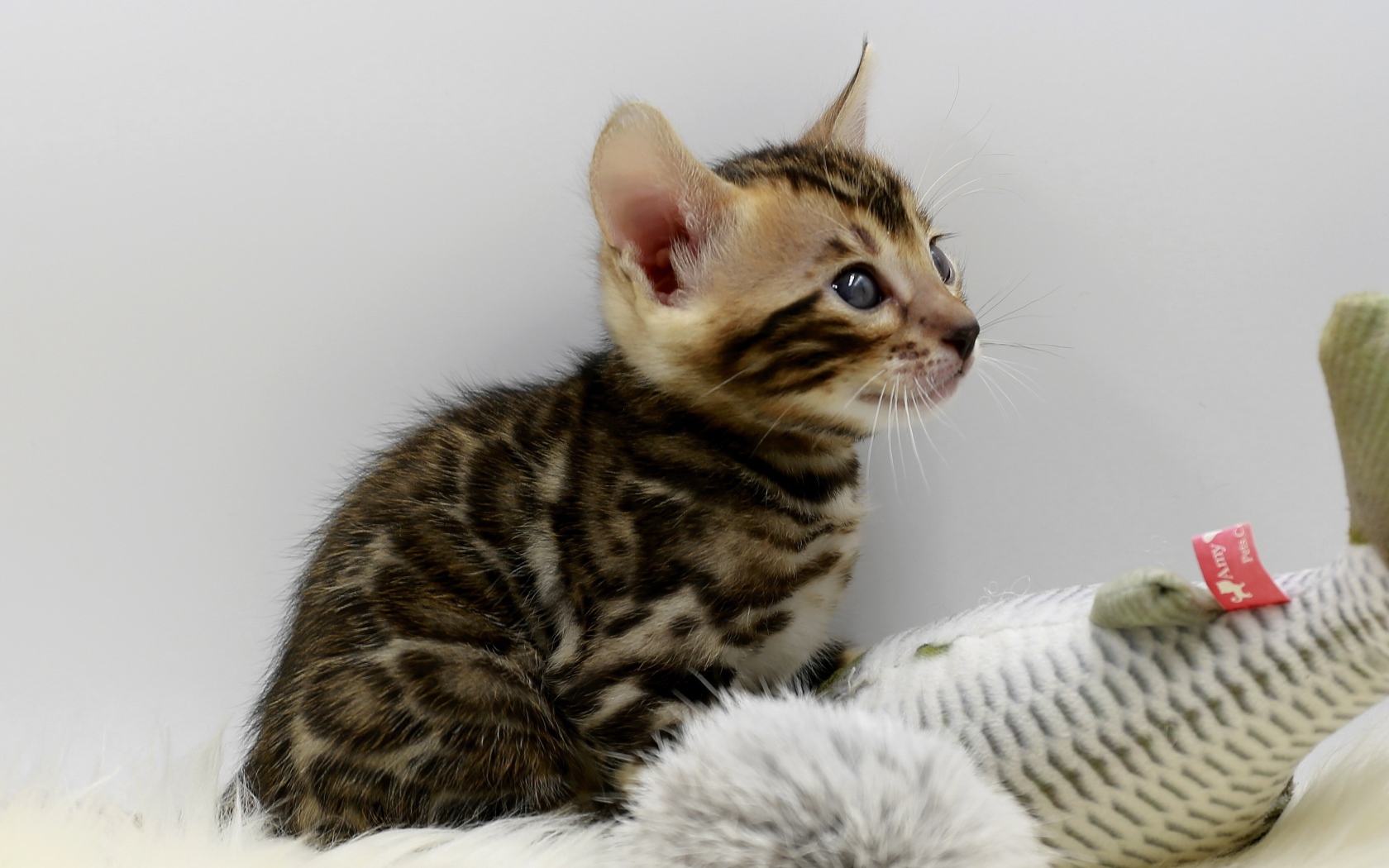 Маленький серый котенок играет с игрушкой 