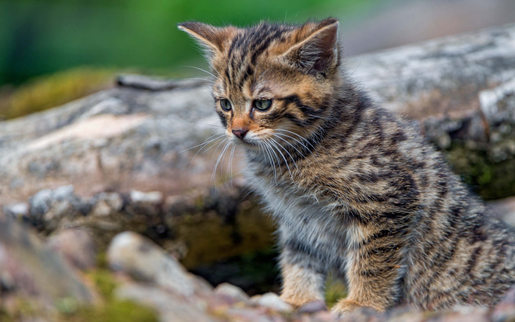 Маленький серый котенок сидит на сухом дереве