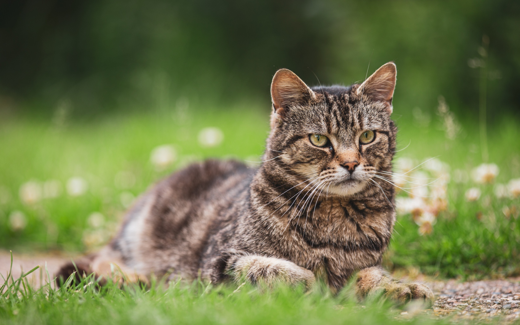 Серьезный серый кот лежит на деревянной траве