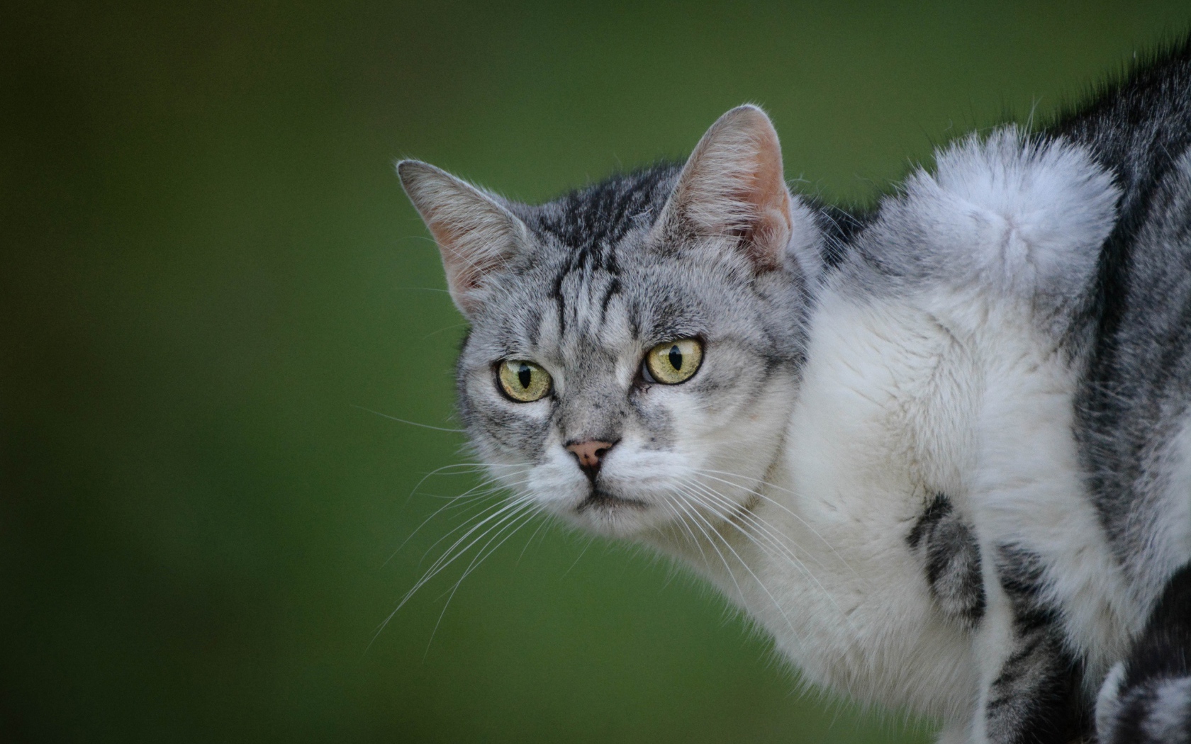 Серьезный серый кот на зеленом фоне