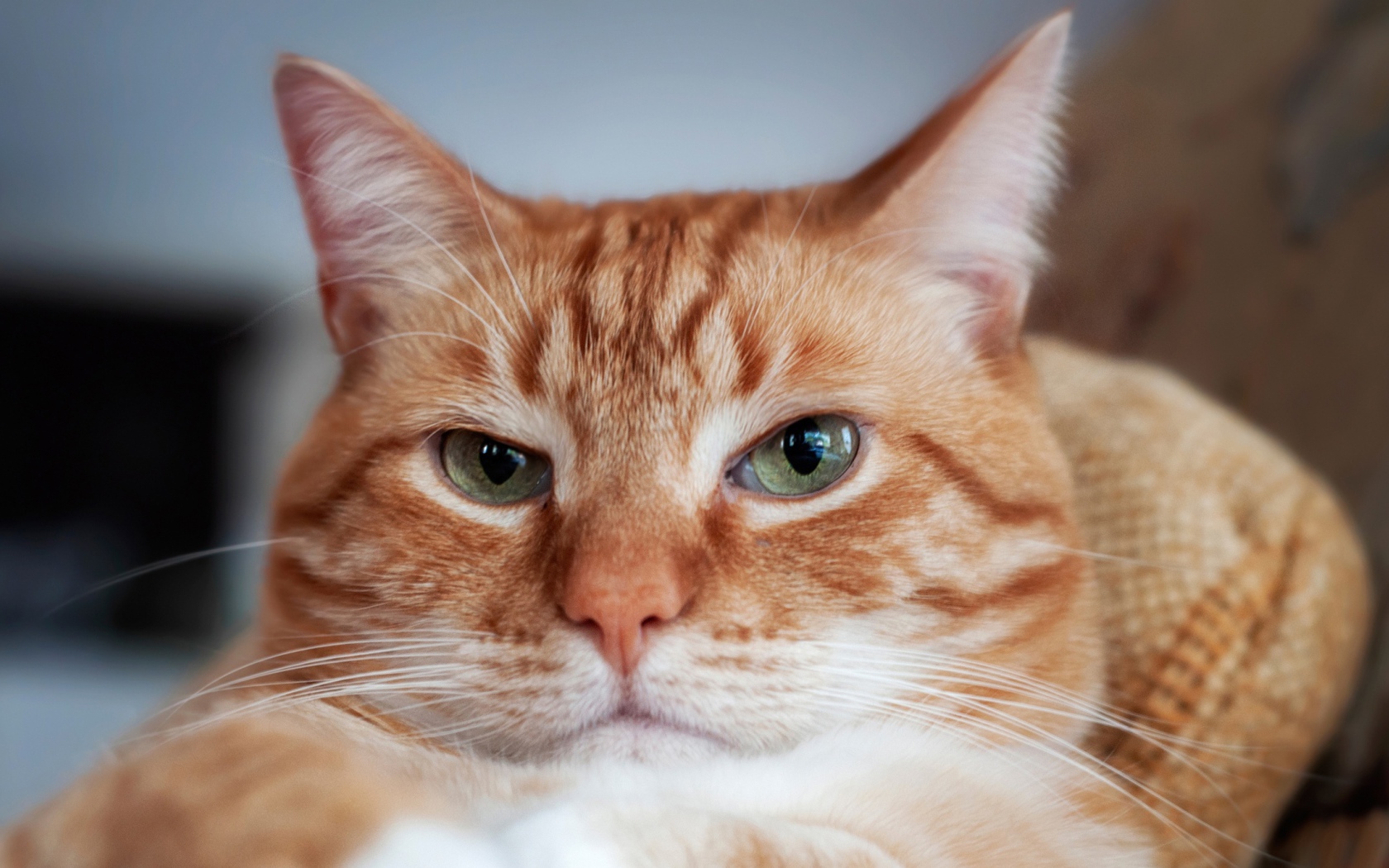 Морда красивого рыжего кота с зелеными глазами