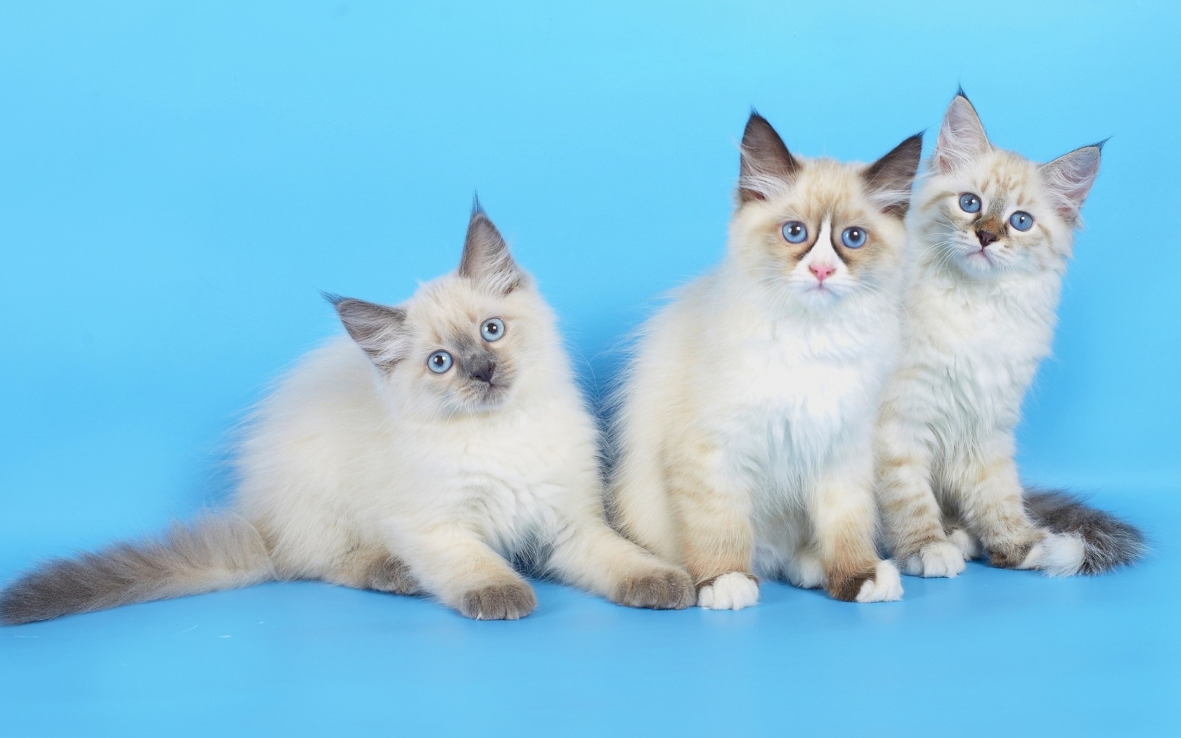 Три породистых котенка на голубом фоне