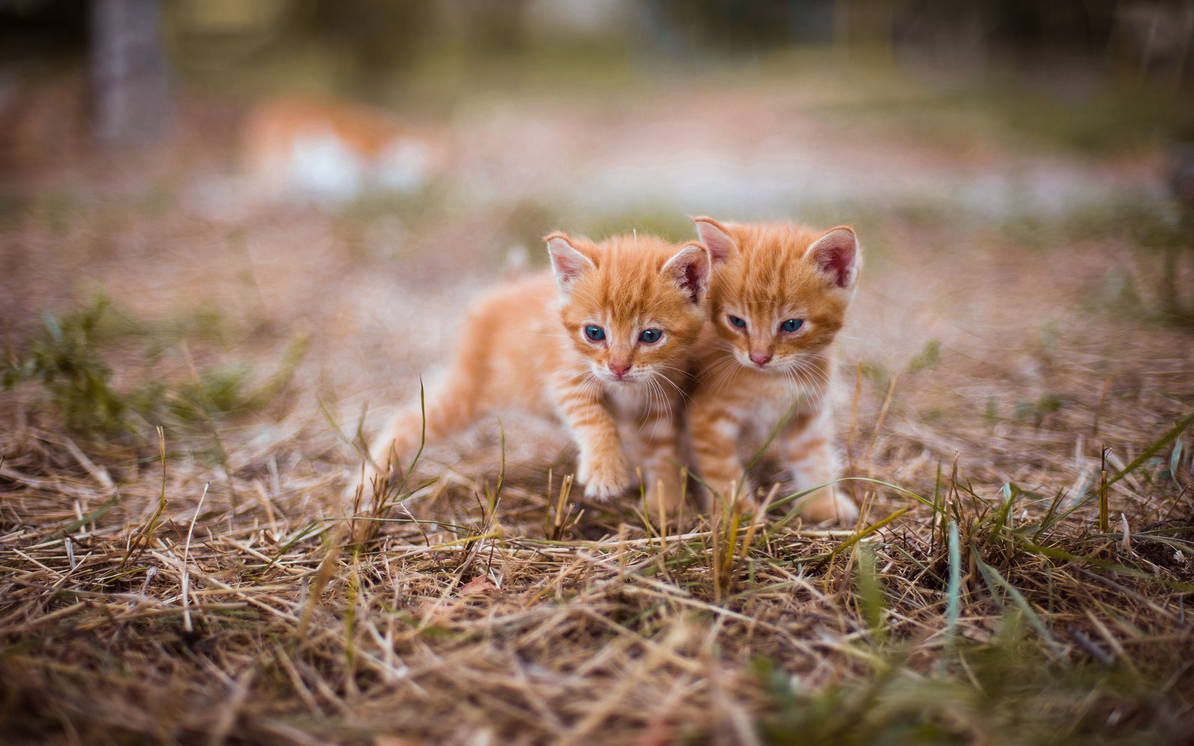 Два милых голубоглазых котенка на траве