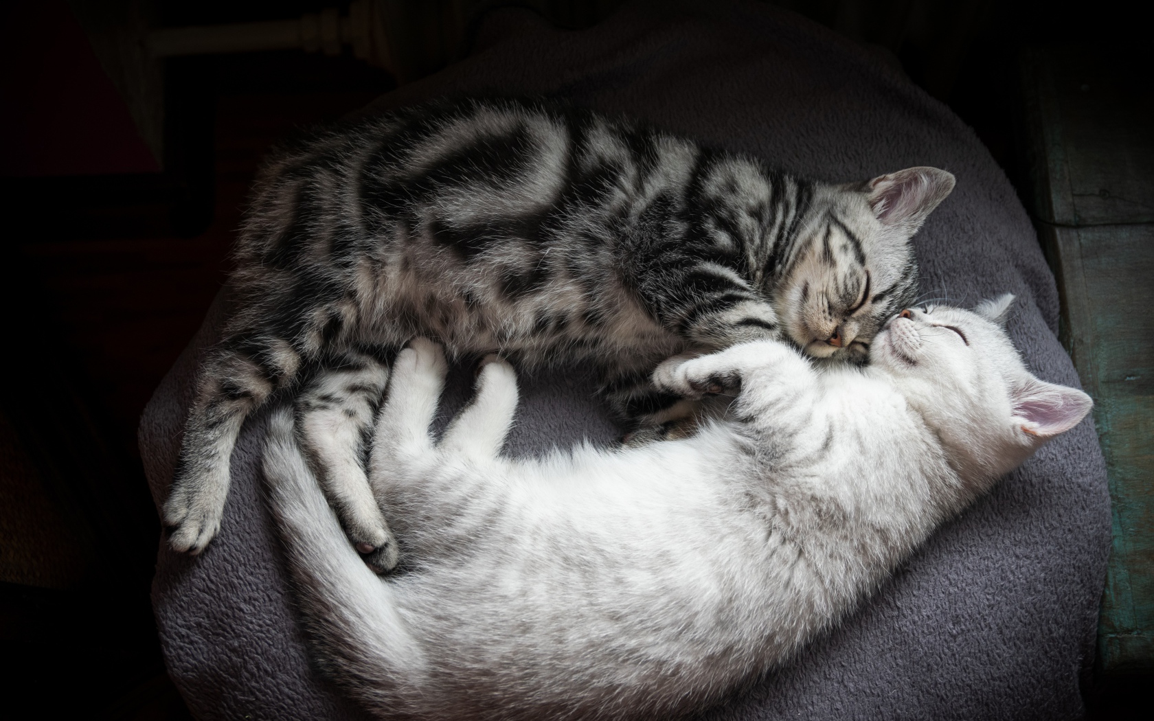 Two cute purebred kittens sleep on the bed