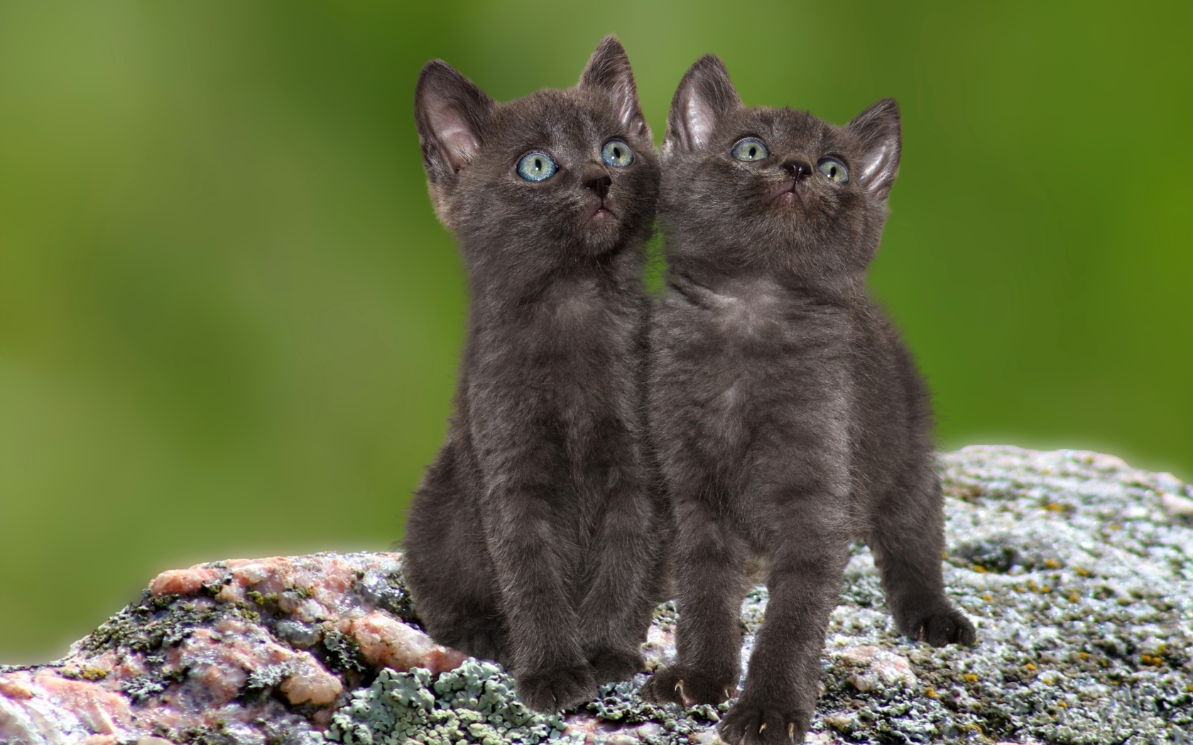 Два маленьких серых котенка сидят на камне