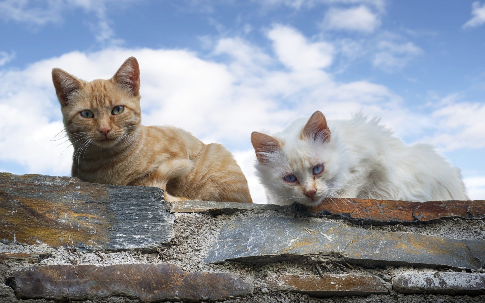 Белый и серый кот сидят на каменной стене на фоне голубого неба
