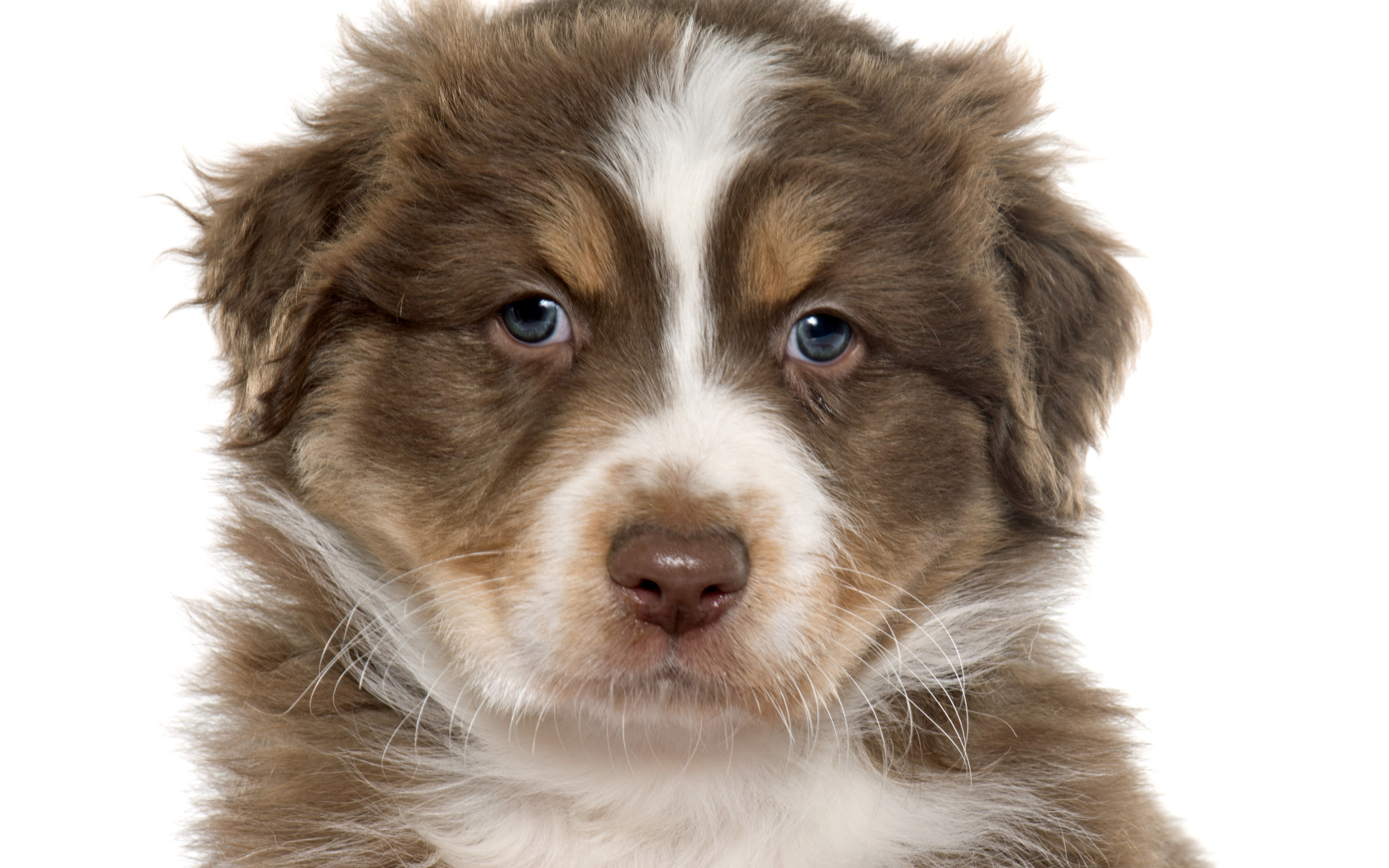 Красивый щенок австралийской овчарки на белом фоне