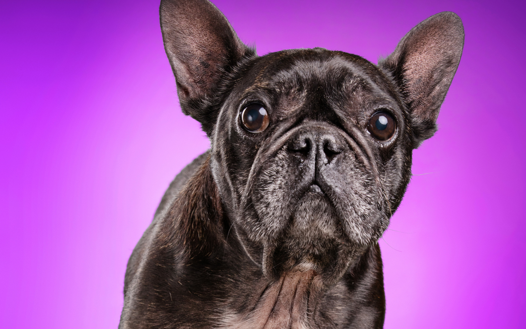 Черный бульдог на сиреневом фоне крупным планом