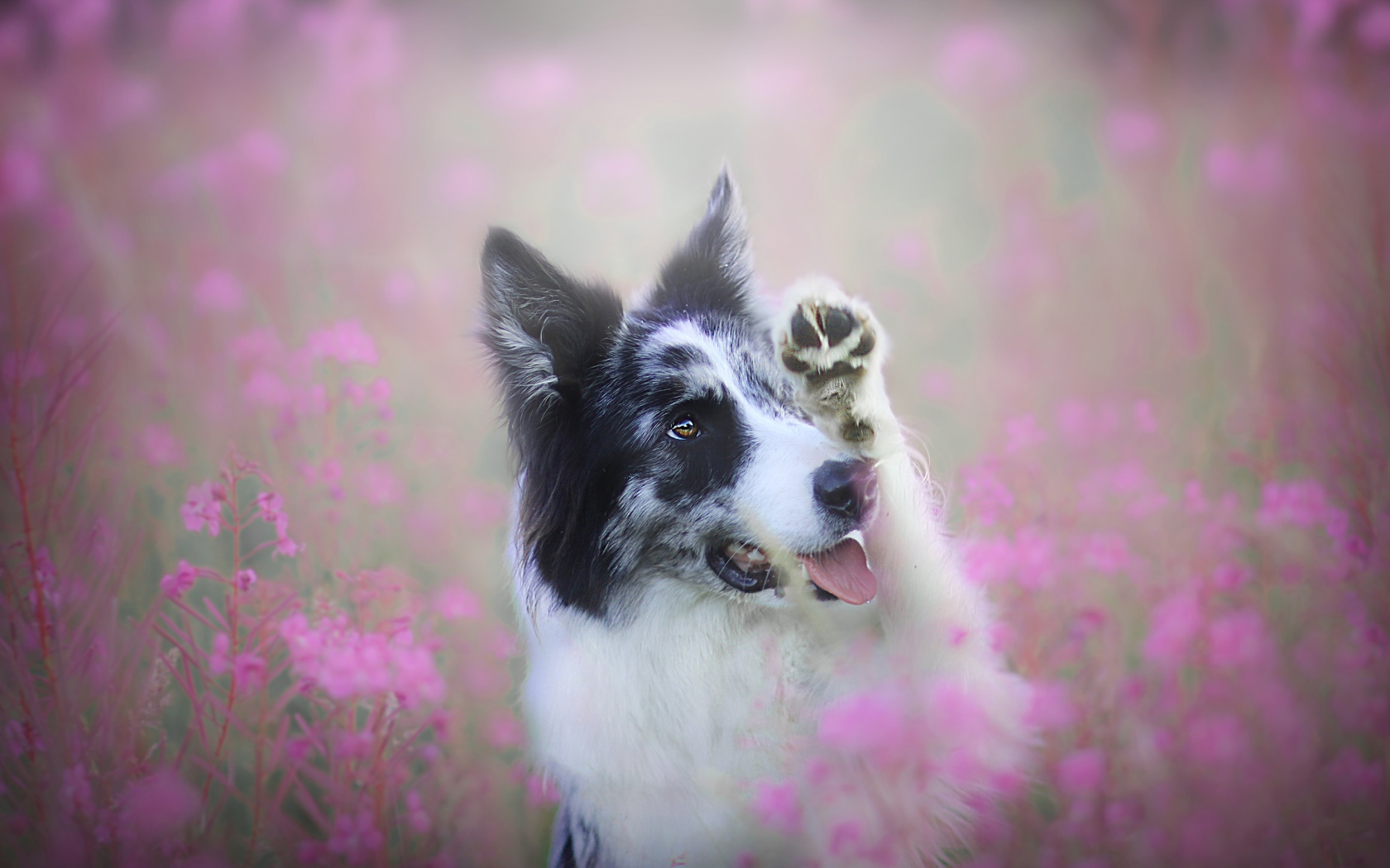 Бордер-колли сидит в розовых цветах 