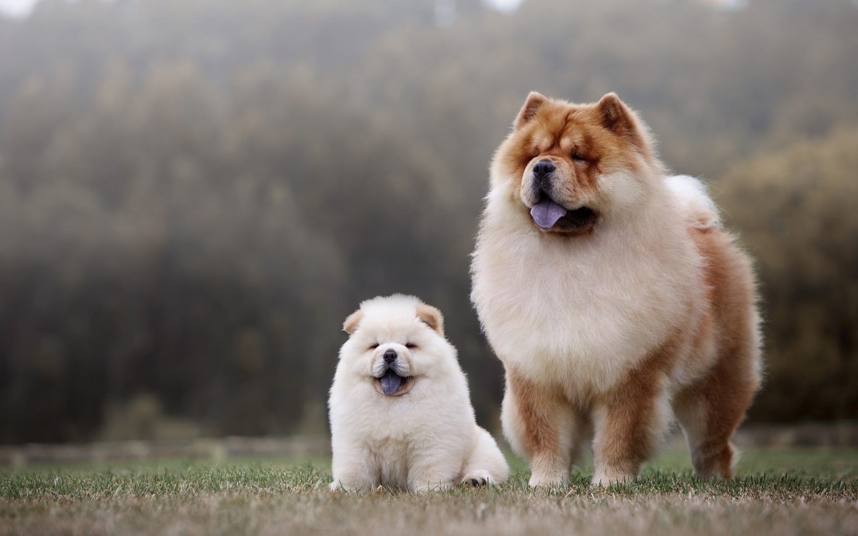 Собака породы чау чау с пушистым маленьким щенком