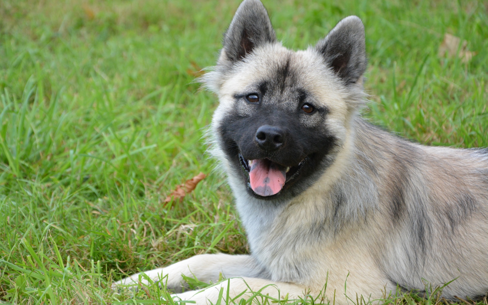 Пес породы Евразиер с высунутым языком на траве