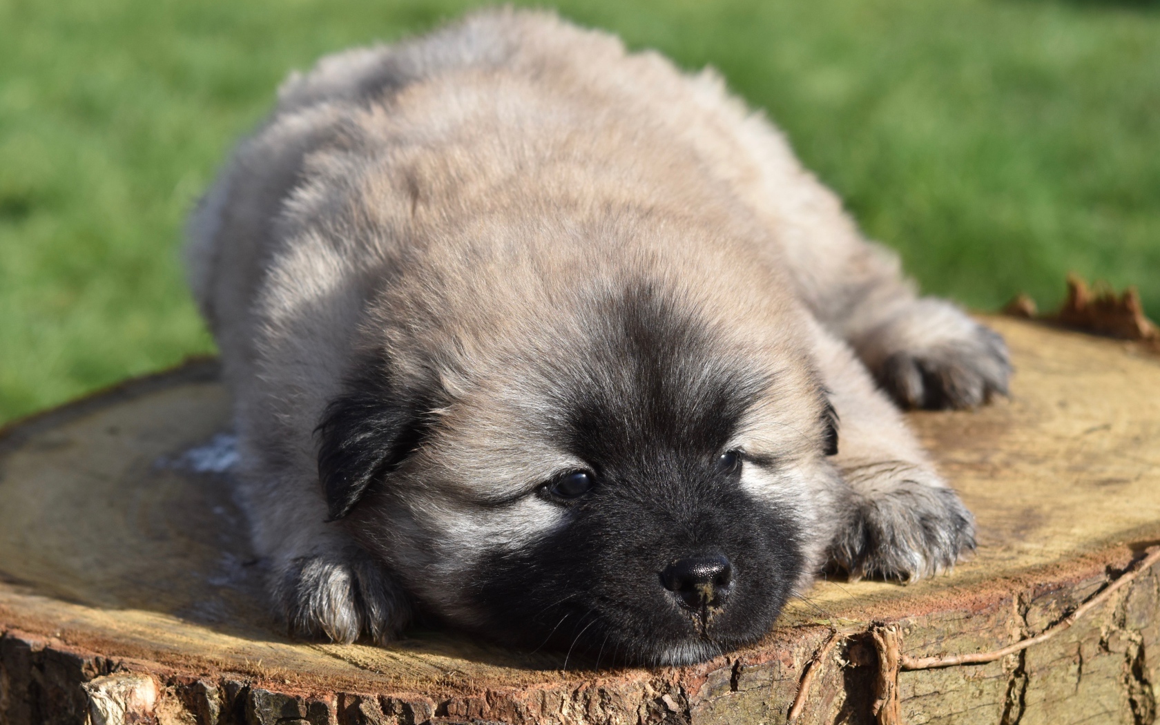Eurasier puppy lies on a stump