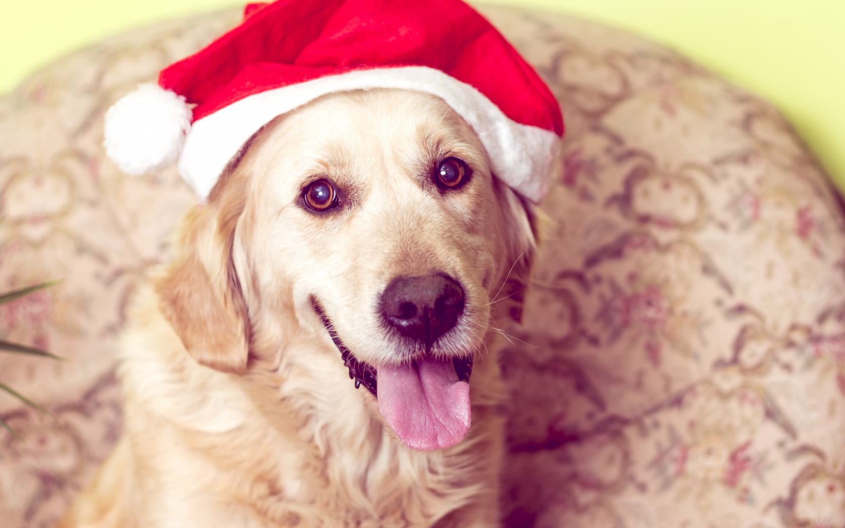 Золотистый ретривер с высунутым языком в костюме Санты