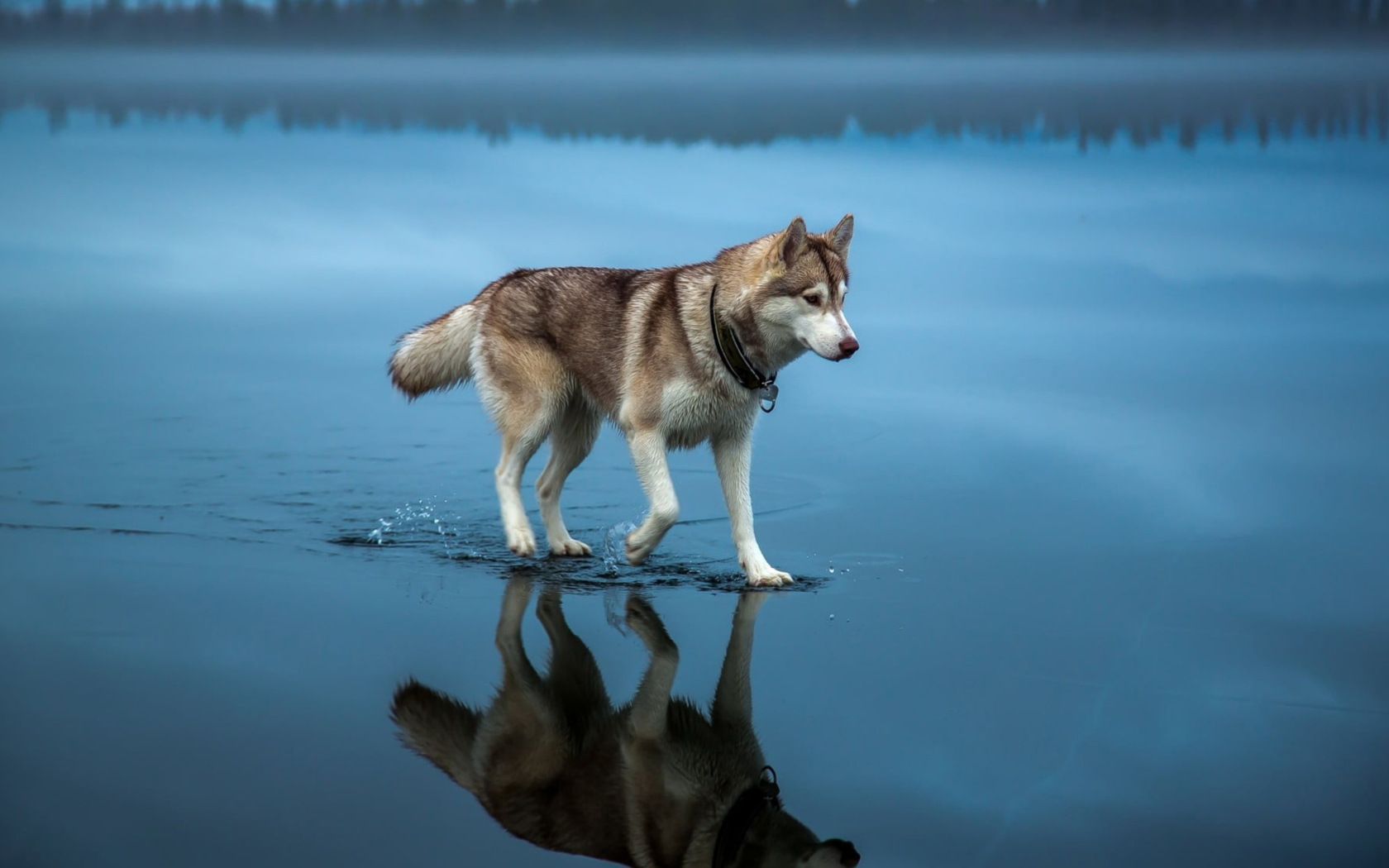 Хаски идет по воде 