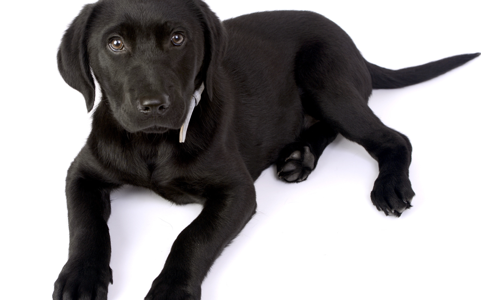 Маленький черный щенок лабрадора на белом фоне