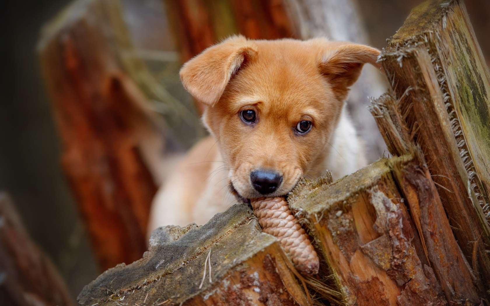 Маленький рыжий щенок грызет шишку