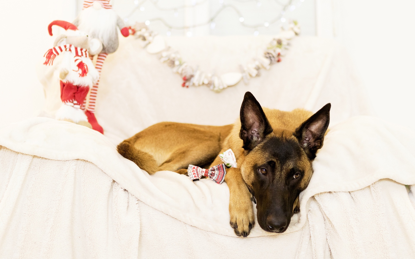 Бельгийская Овчарка Малинуа грустит на кровати