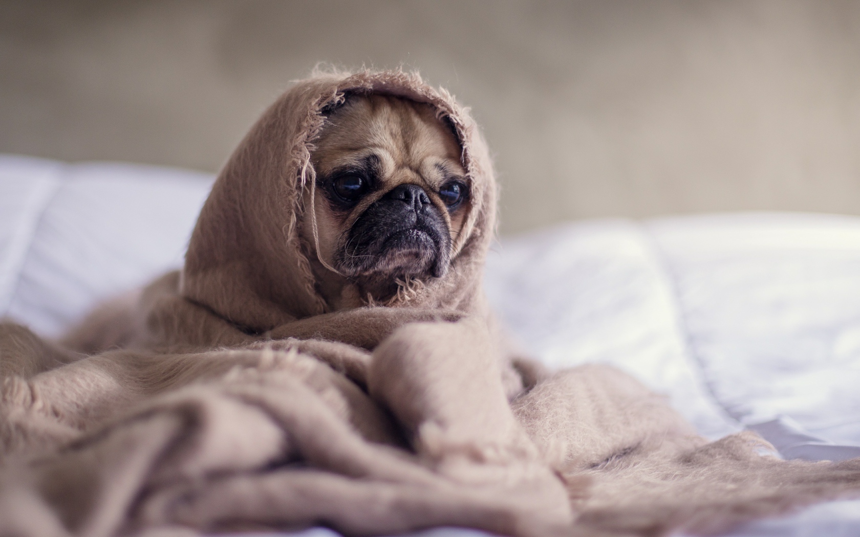 Мопс закутан в одеяло 