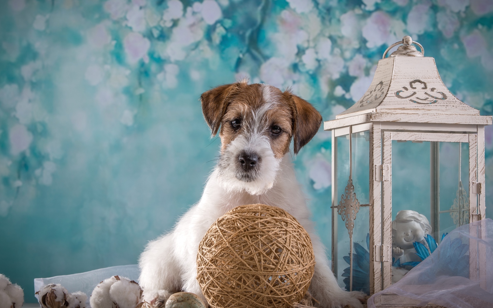 Щенок Силихем-терьер с декором