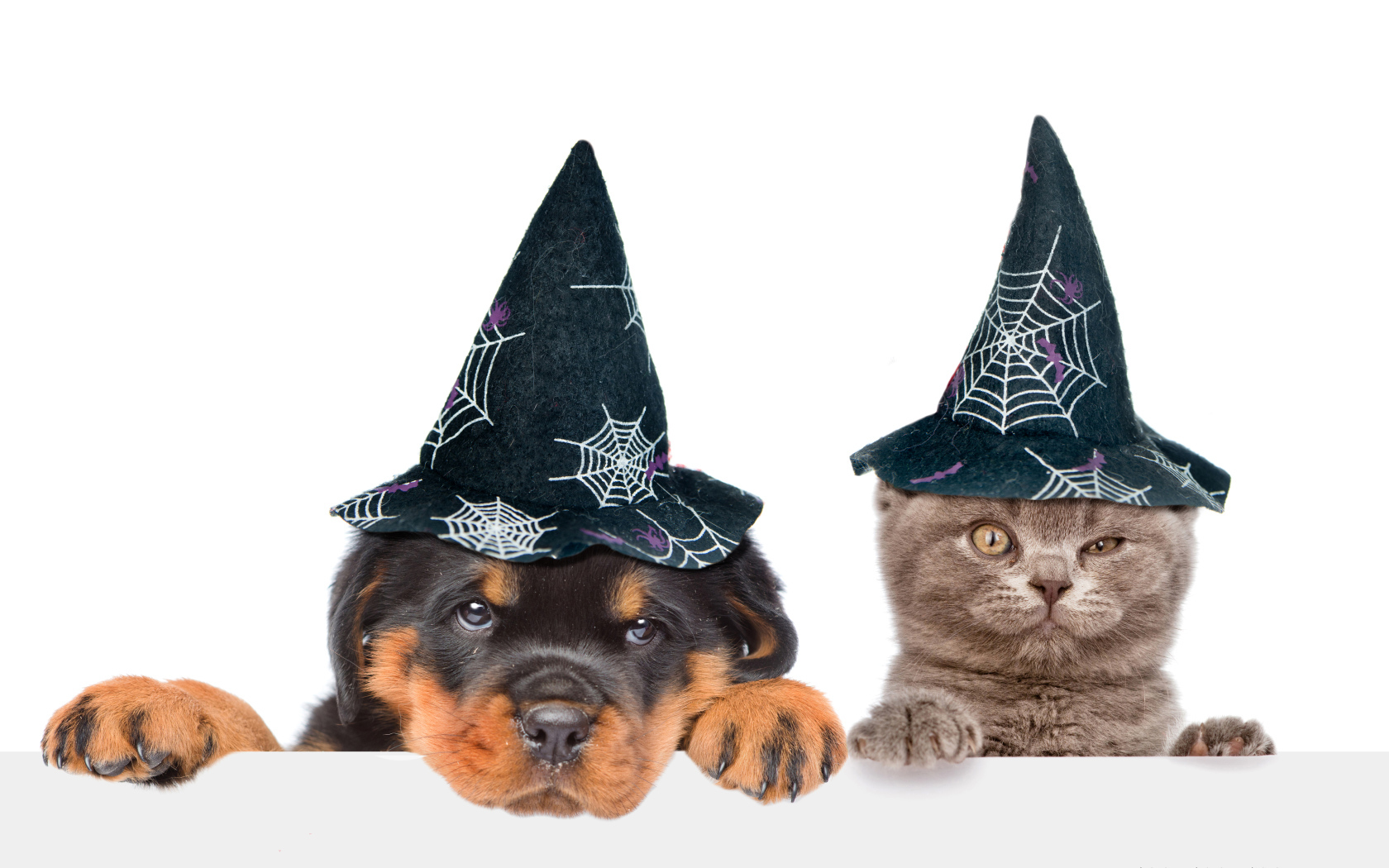 Щенок и котенок в колпаках на Хэллоуин 