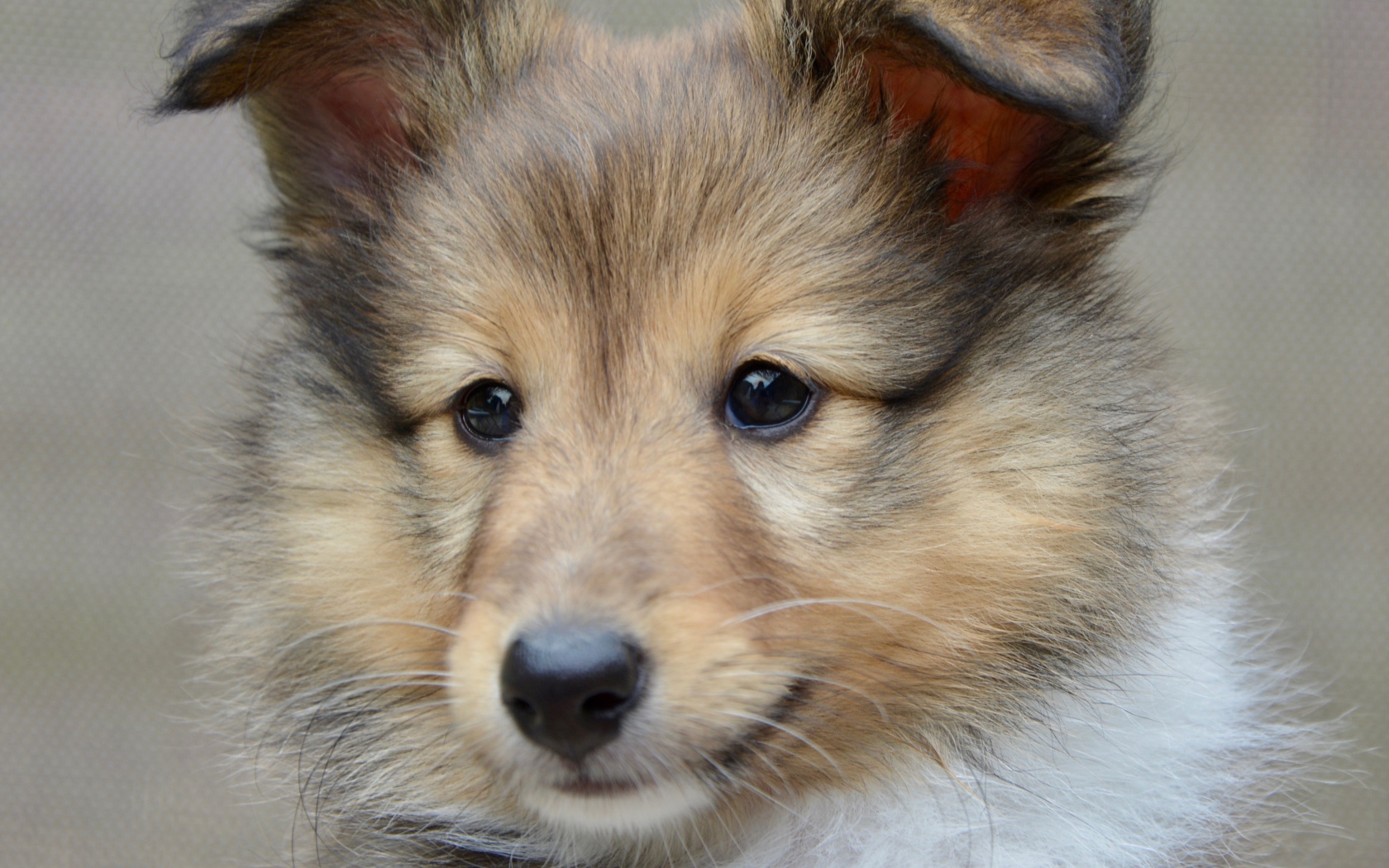 Щенок породы шетландская овчарка морда крупным планом