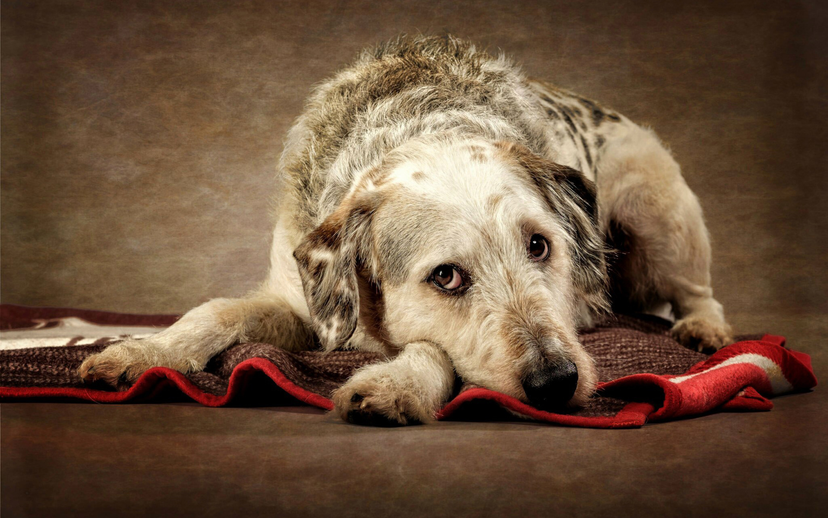 Грустный пес лежит на покрывале