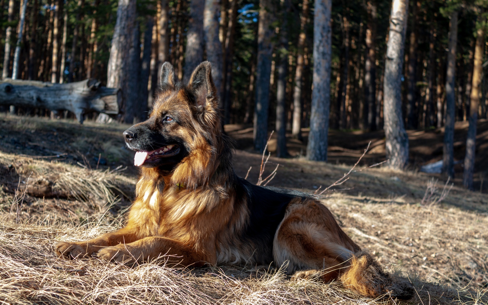 Овчарка с высунутым языком лежит на сухой траве в лесу
