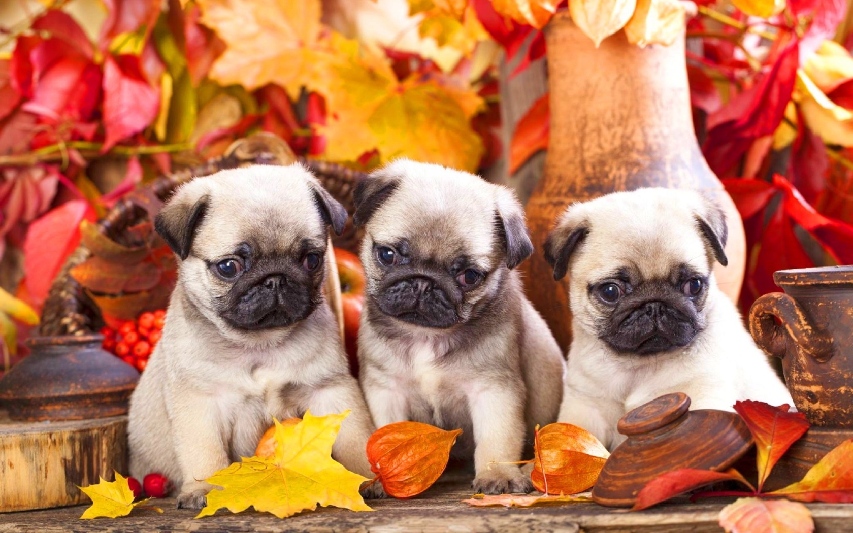Three little pugs sit on the background of autumn leaves