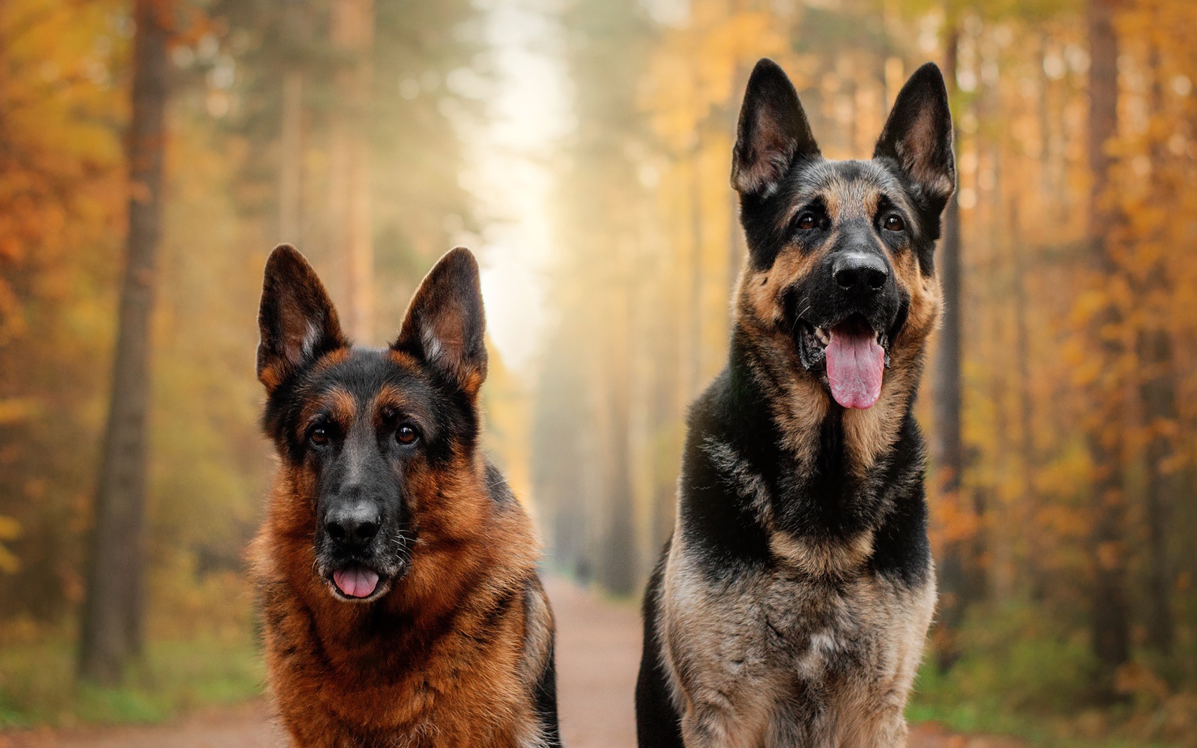 Две красивые немецкие овчарки с высунутым языком в лесу