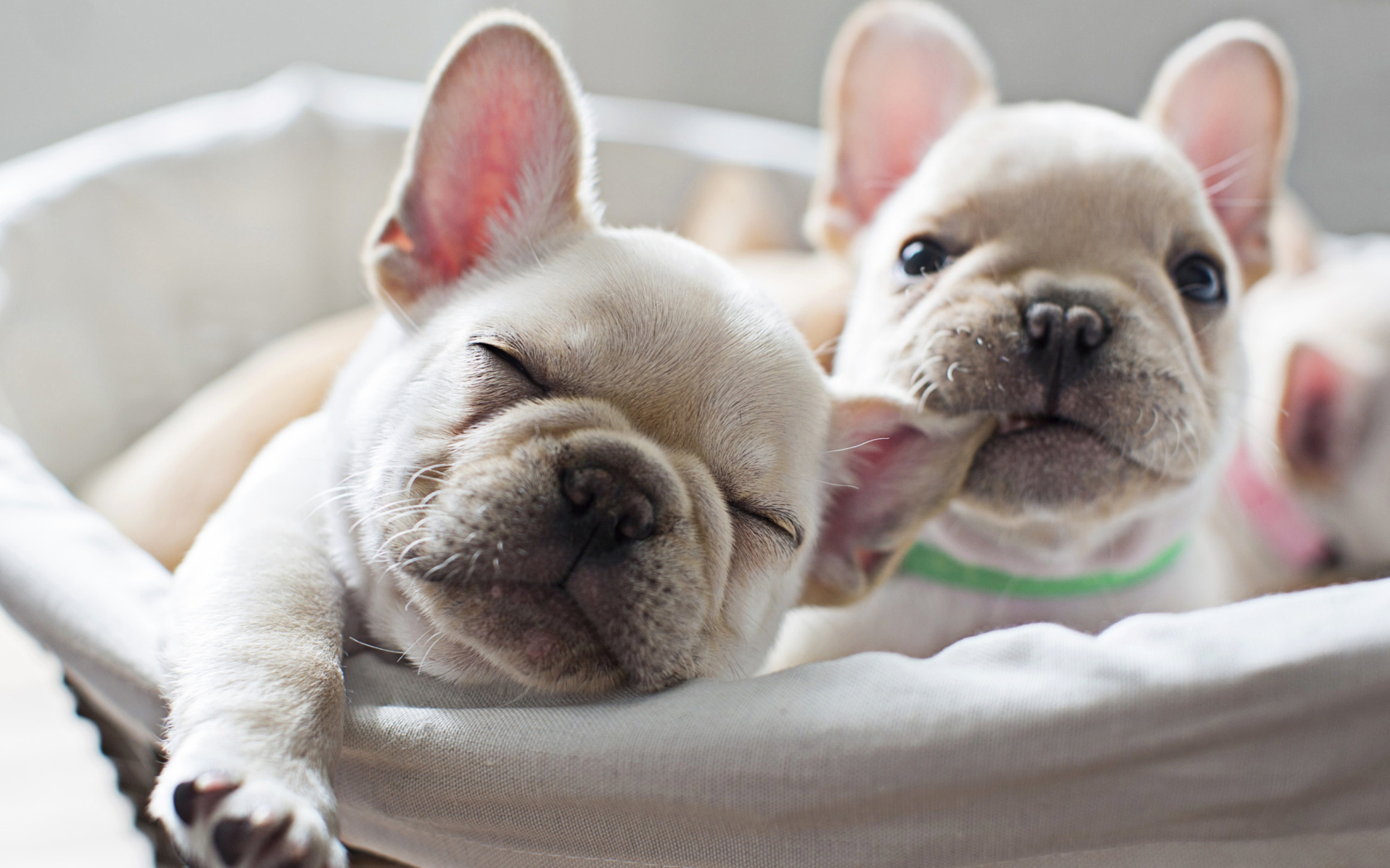 Два милых белых щенка французского бульдога 