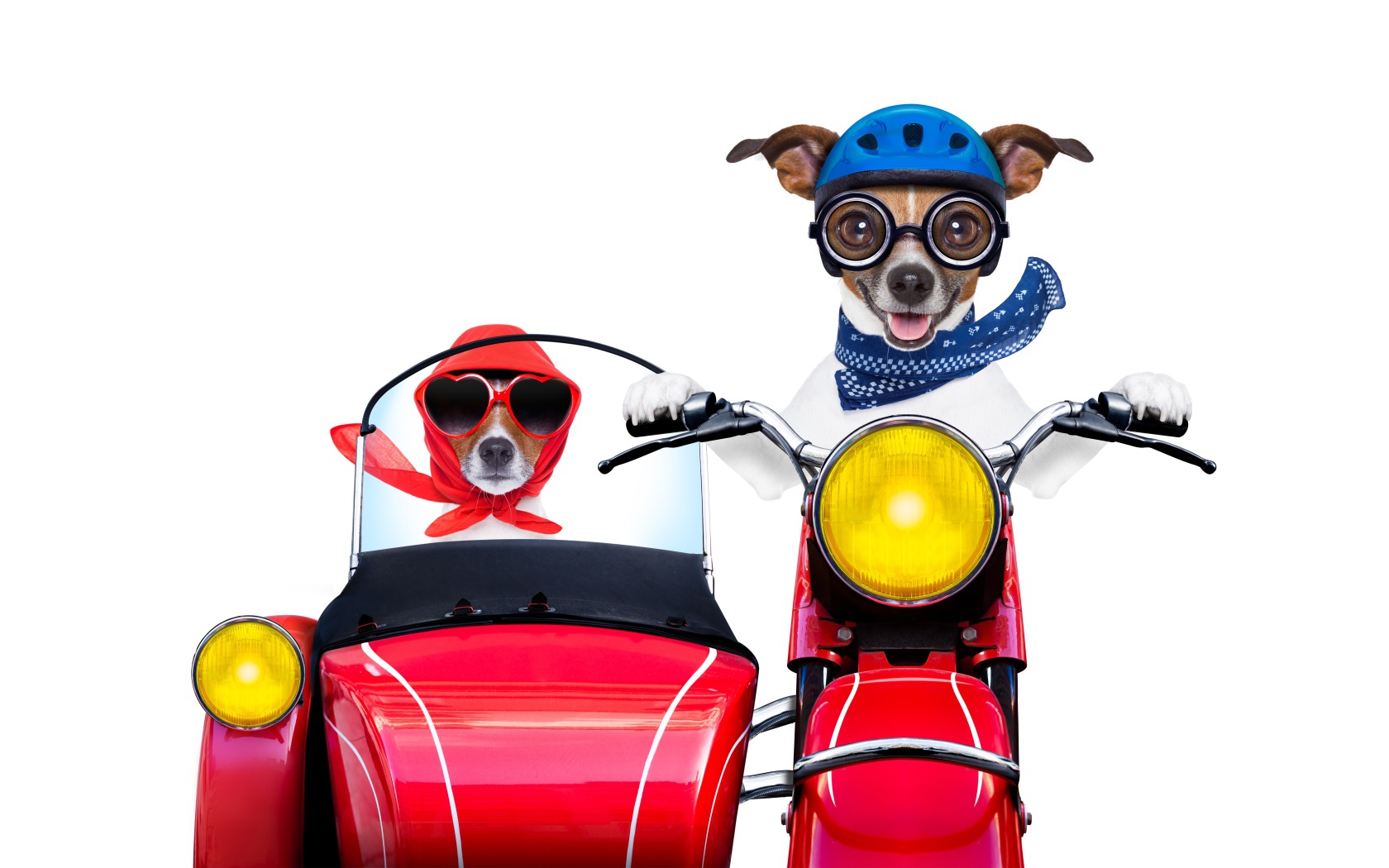 Две смешные собаки на мотоцикле на белом фоне