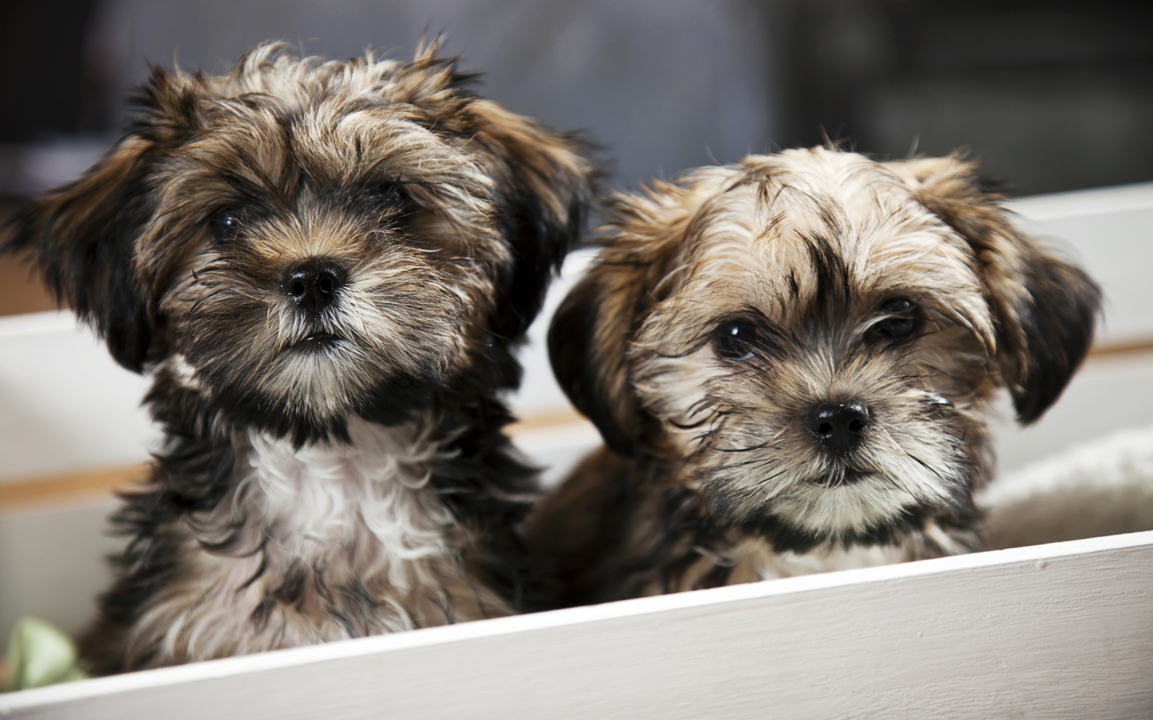 Два щенка шпица в коробке