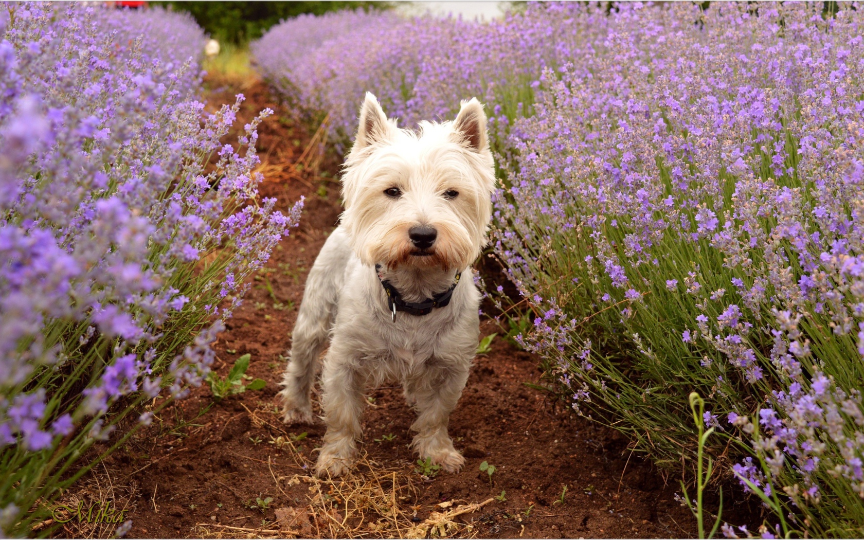 Вест хайленд уайт терьер стоит на дорожке у цветов лаванды