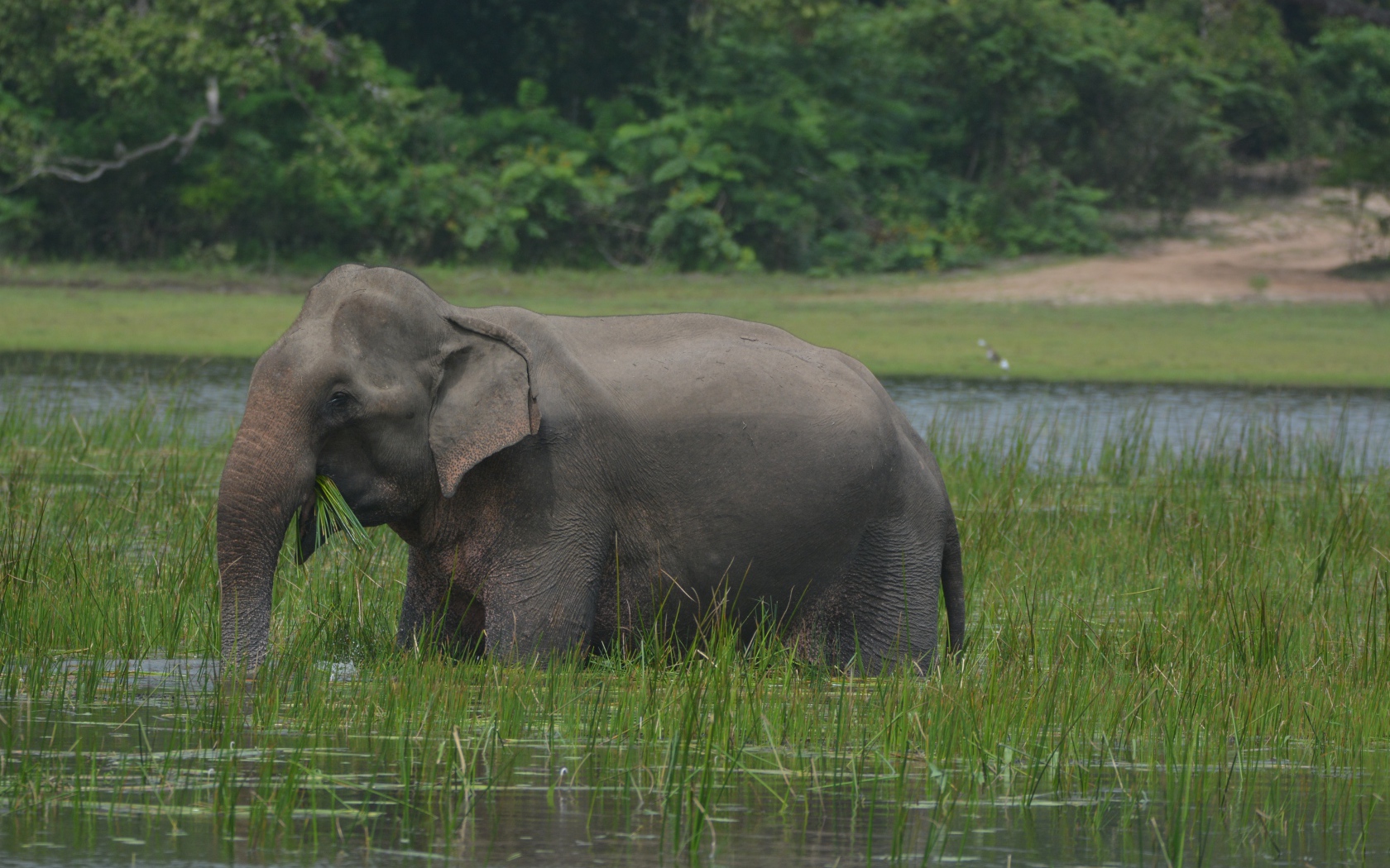 Серый слон стоит в воде с зеленой травой