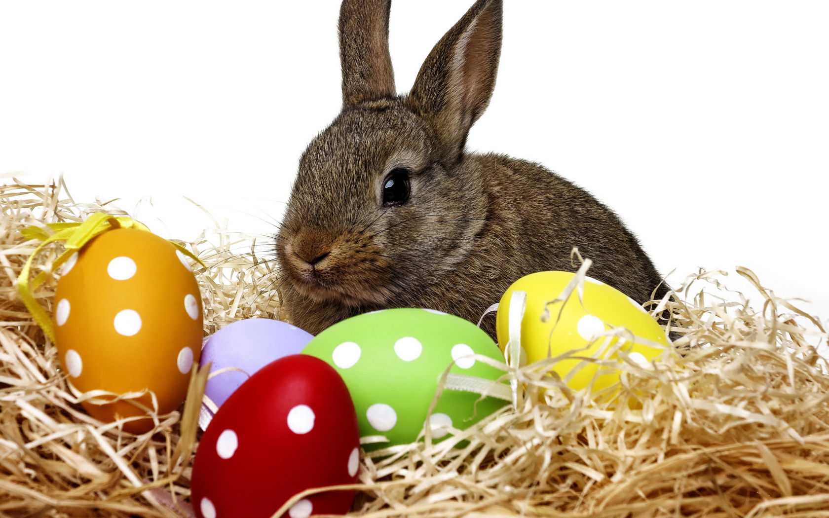 Big gray rabbit sitting in a nest with Easter eggs on a white background.