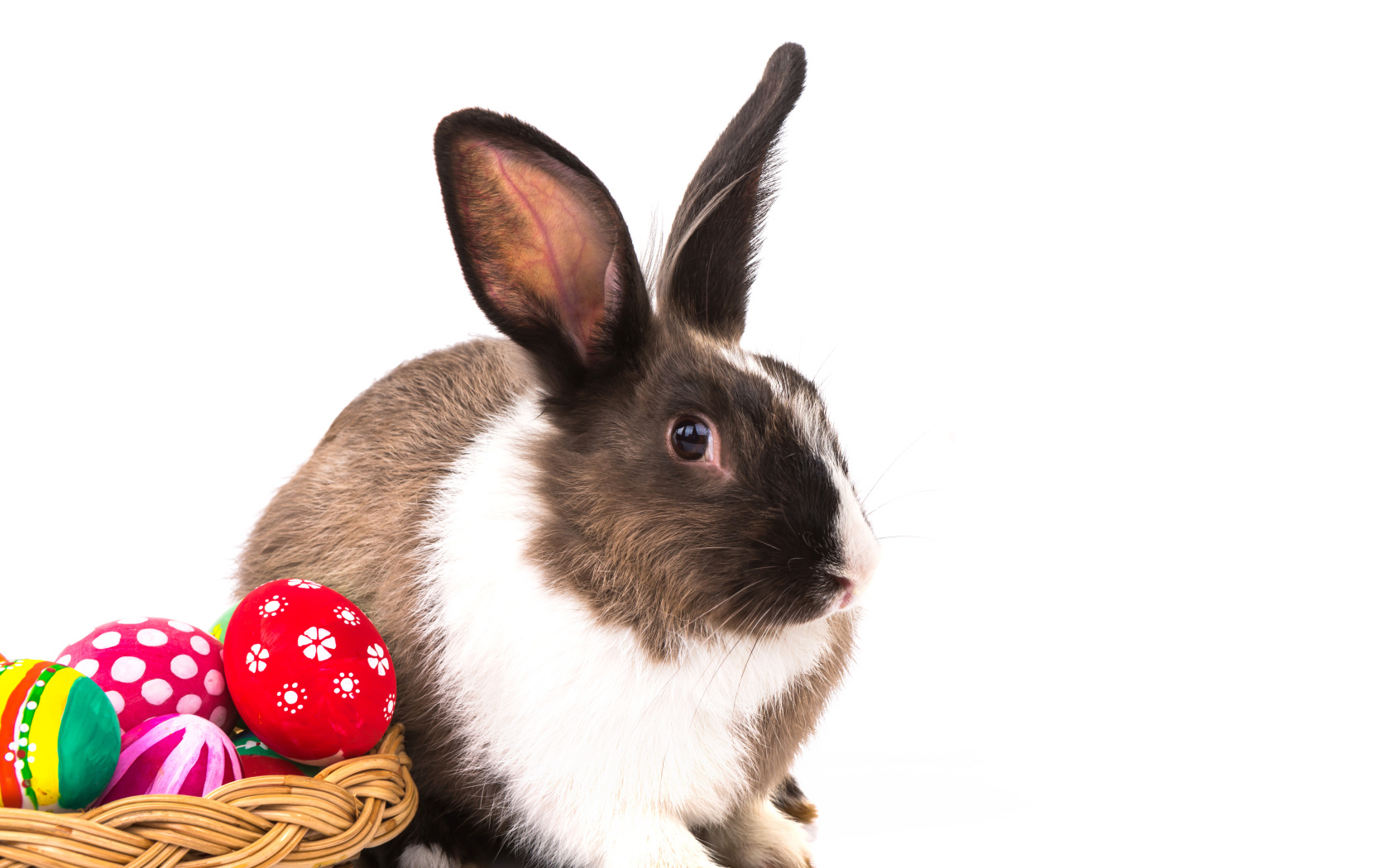 Большой кролик с крашеными яйцами на белом фоне