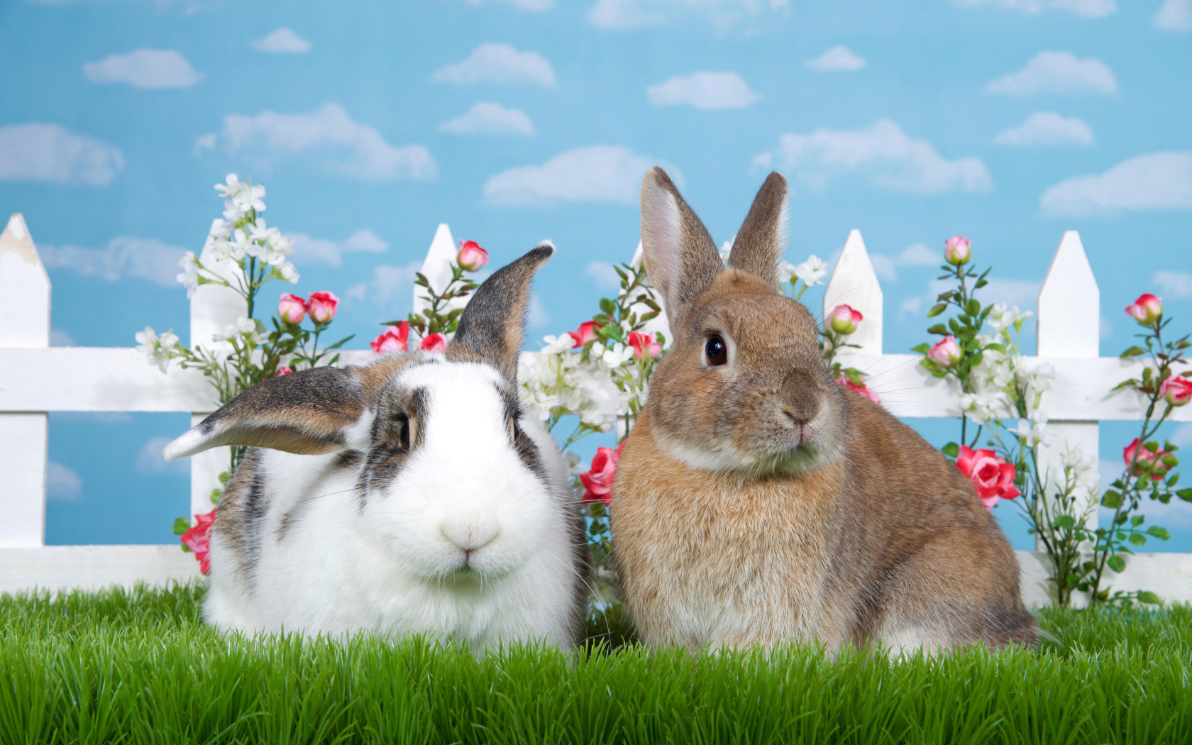 Два декоративных кролика на зеленой траве у забора 